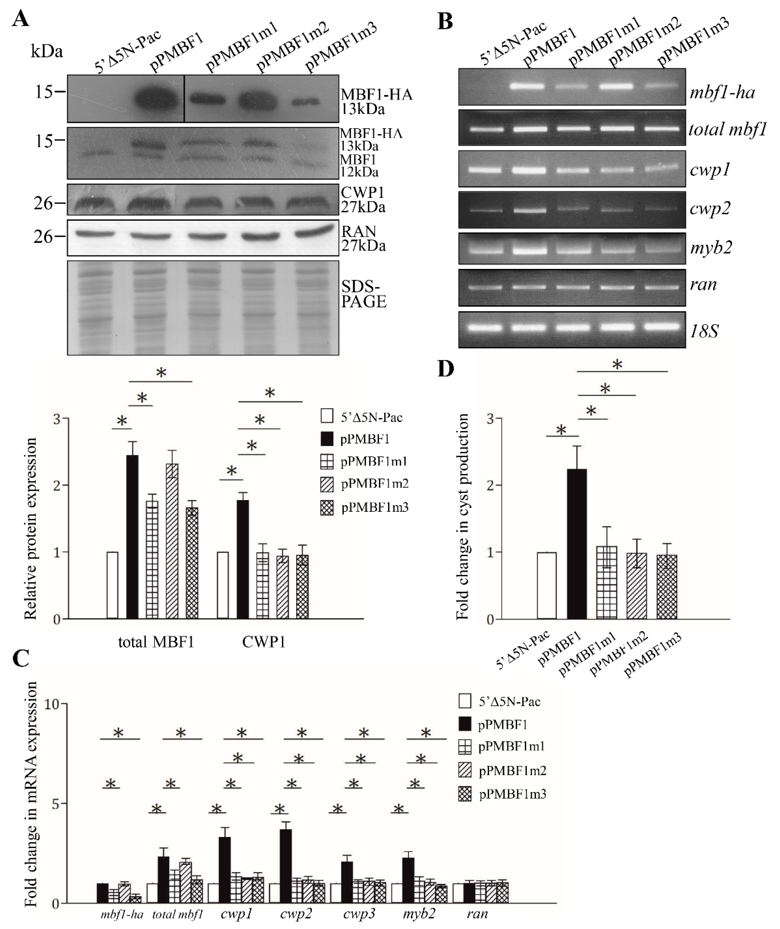 Ijms 22 01370 g003 Ijms 22 01370 g003