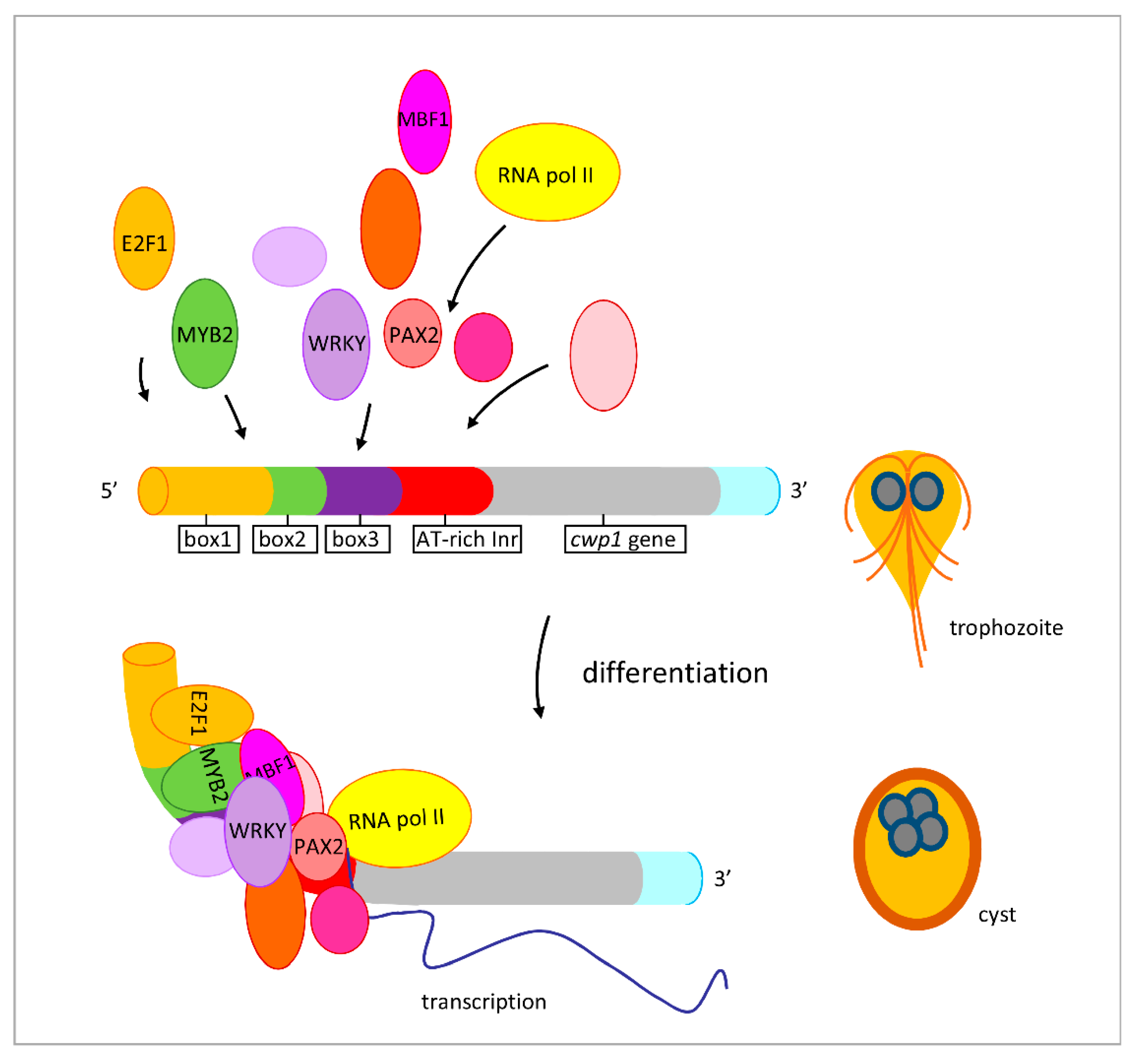 Ijms 22 01370 g010 Ijms 22 01370 g010