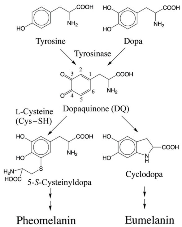 Ijms 22 01373 g001 Ijms 22 01373 g001