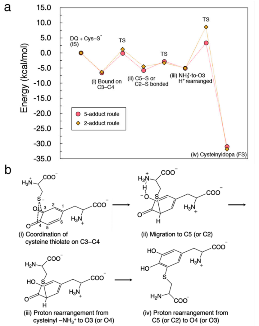 Ijms 22 01373 g008 Ijms 22 01373 g008
