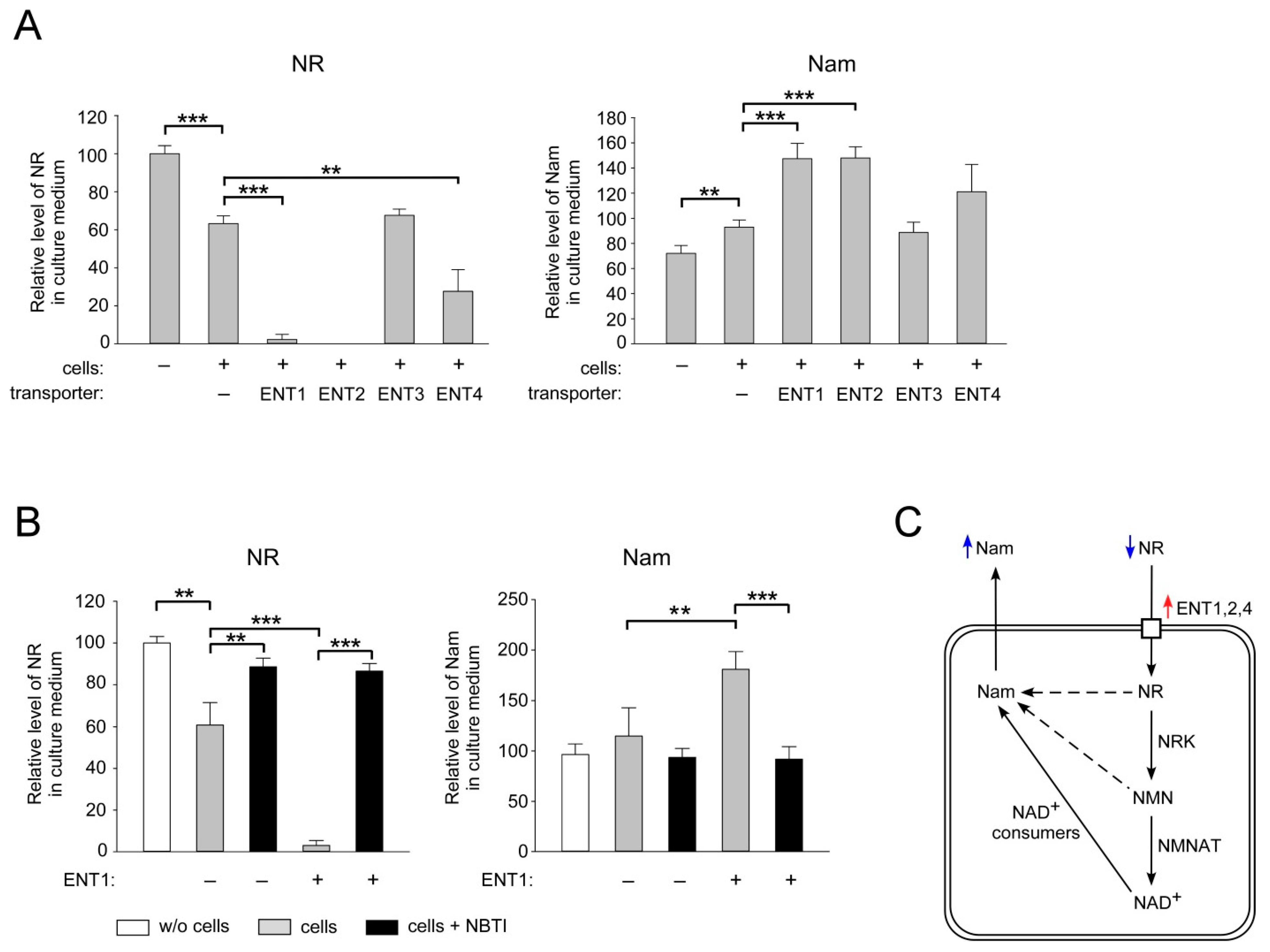Ijms 22 01391 g002 Ijms 22 01391 g002