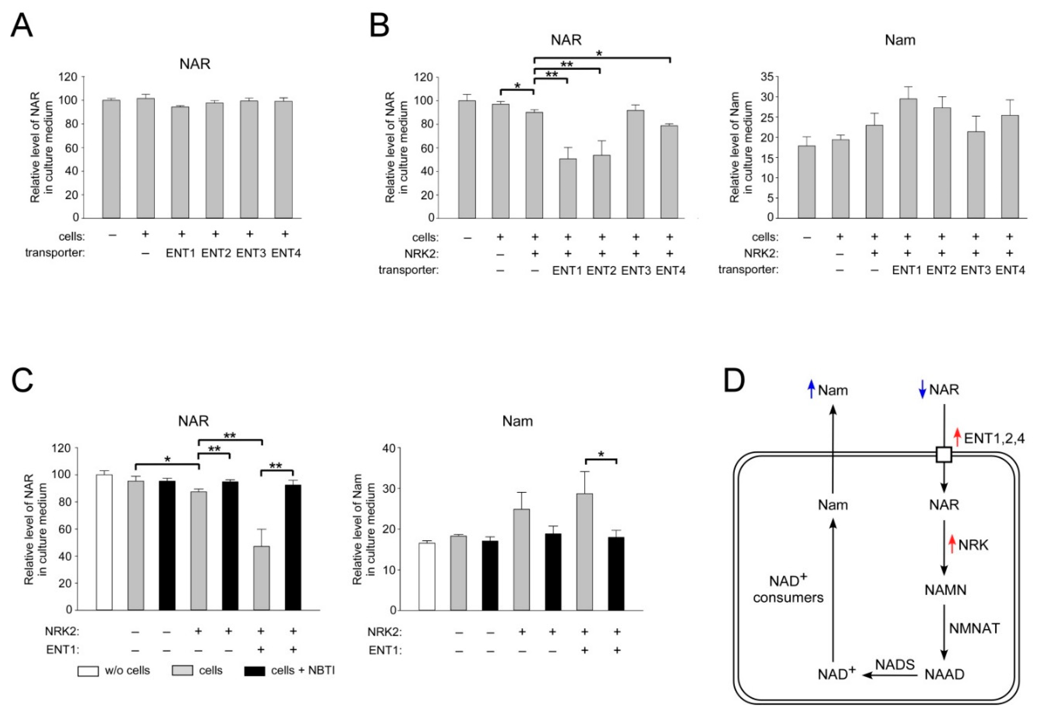 Ijms 22 01391 g004 Ijms 22 01391 g004