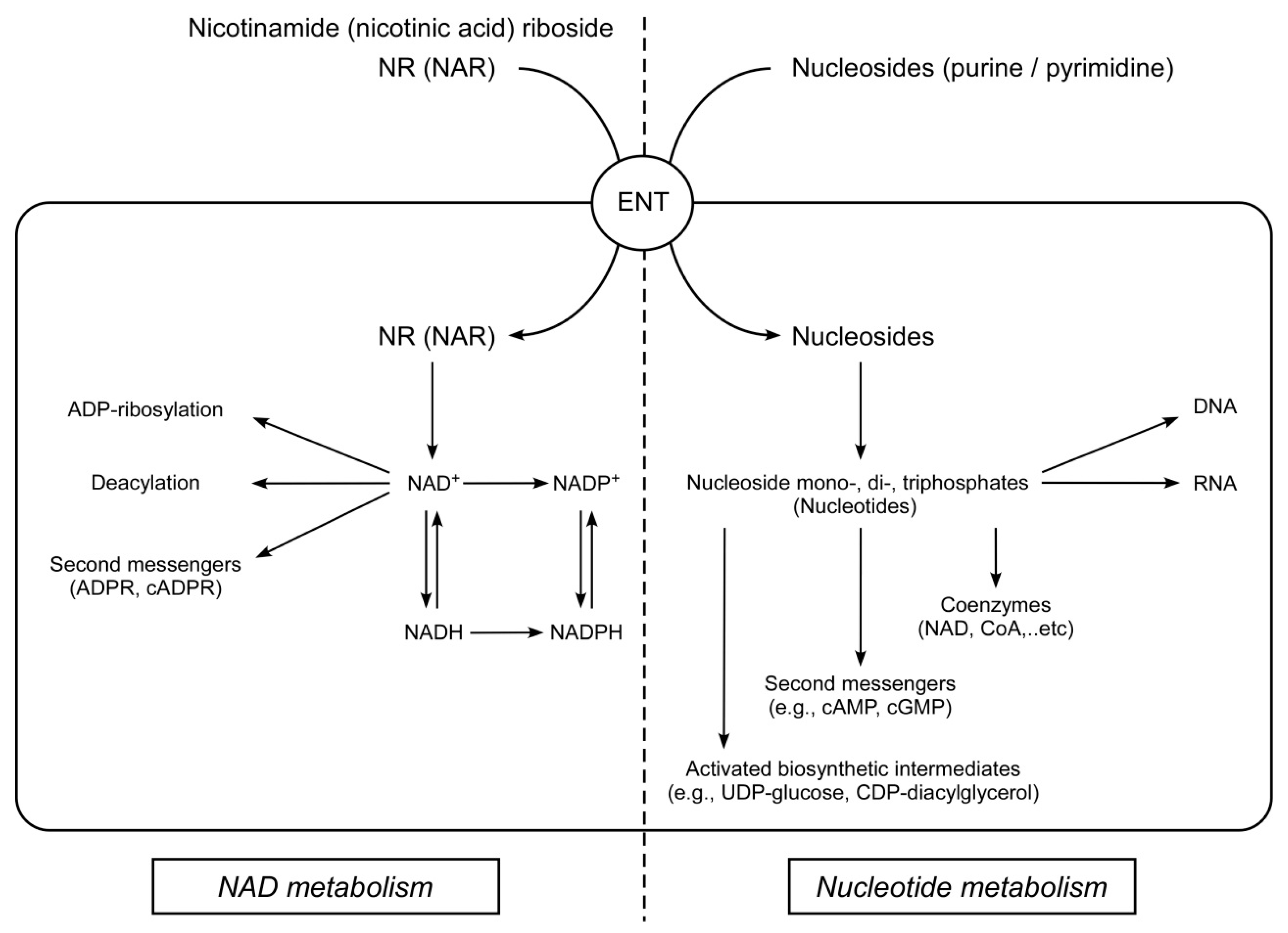 Ijms 22 01391 g006 Ijms 22 01391 g006