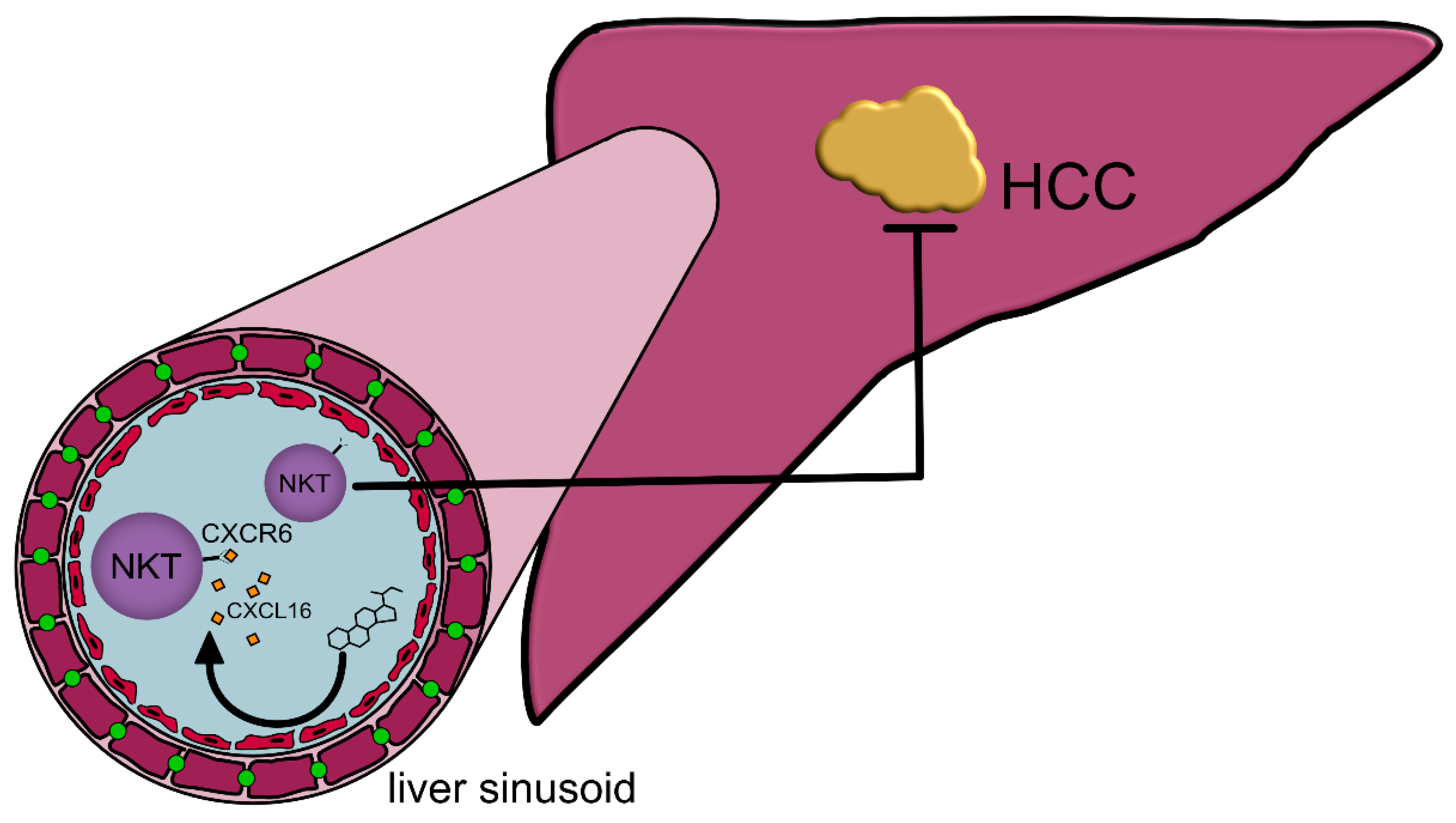 Ijms 22 01397 g004 Ijms 22 01397 g004