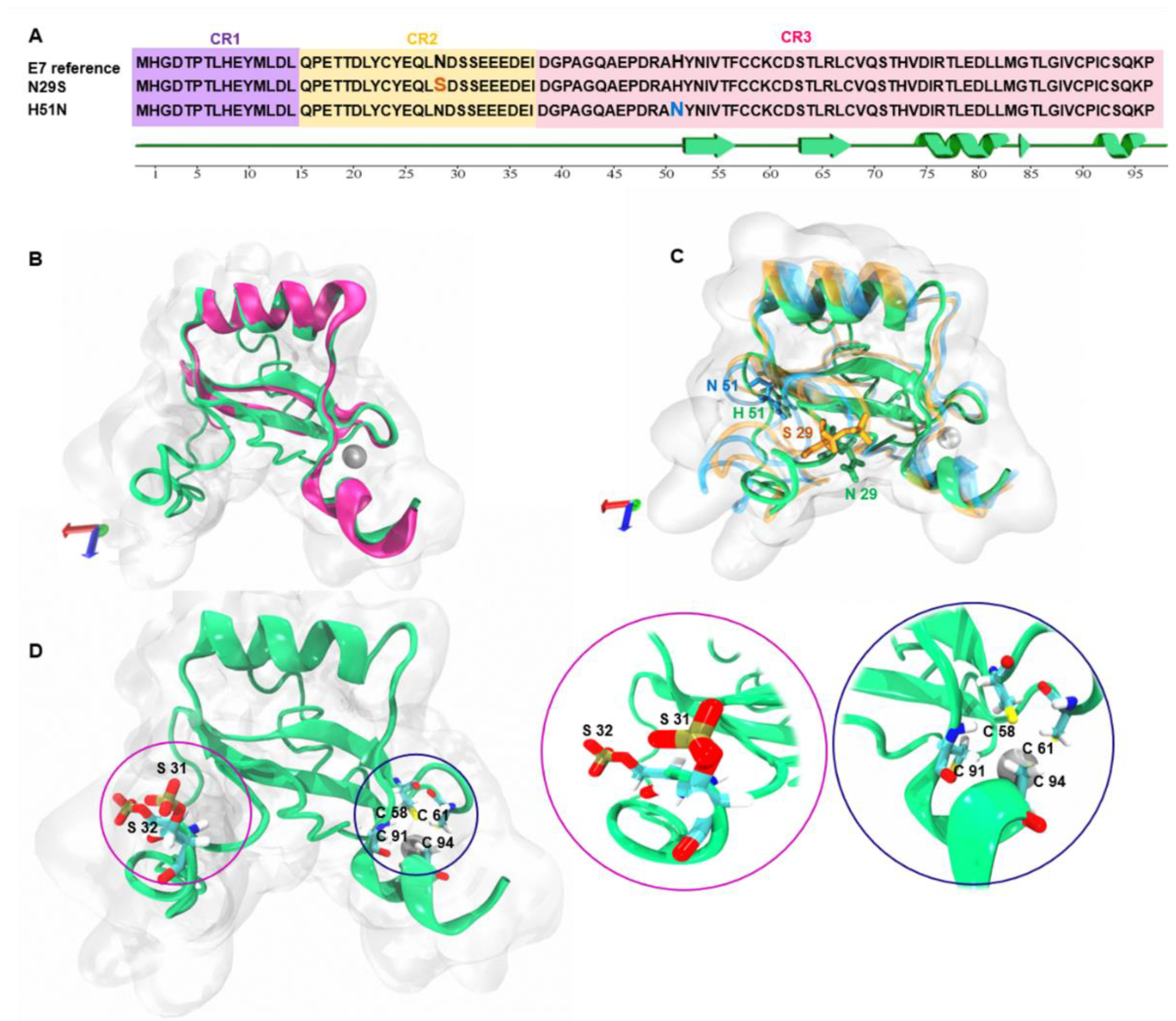 Modeling and Molecular Dynamics of the 3D Structure of the