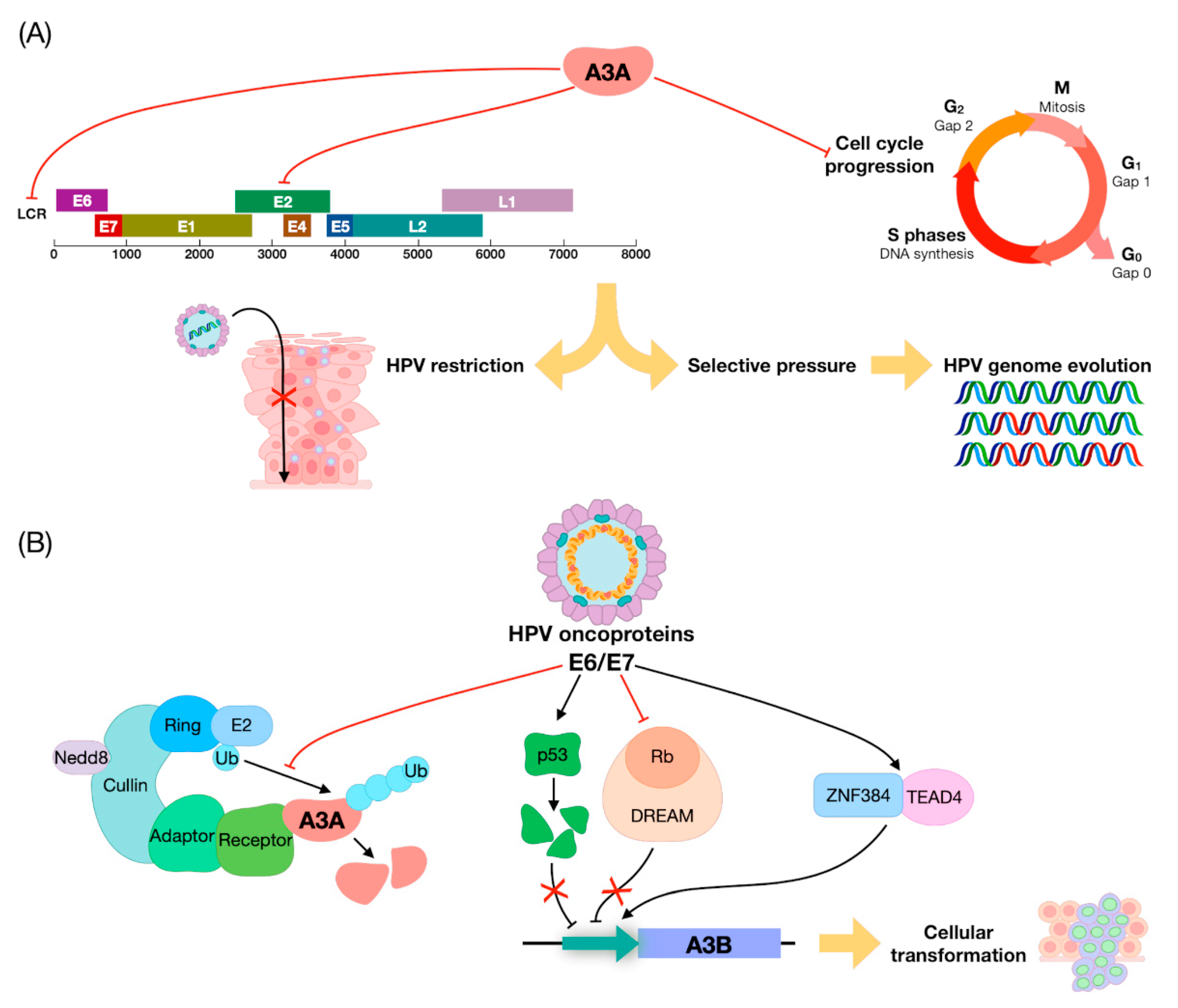 Ijms 22 01402 g002 Ijms 22 01402 g002