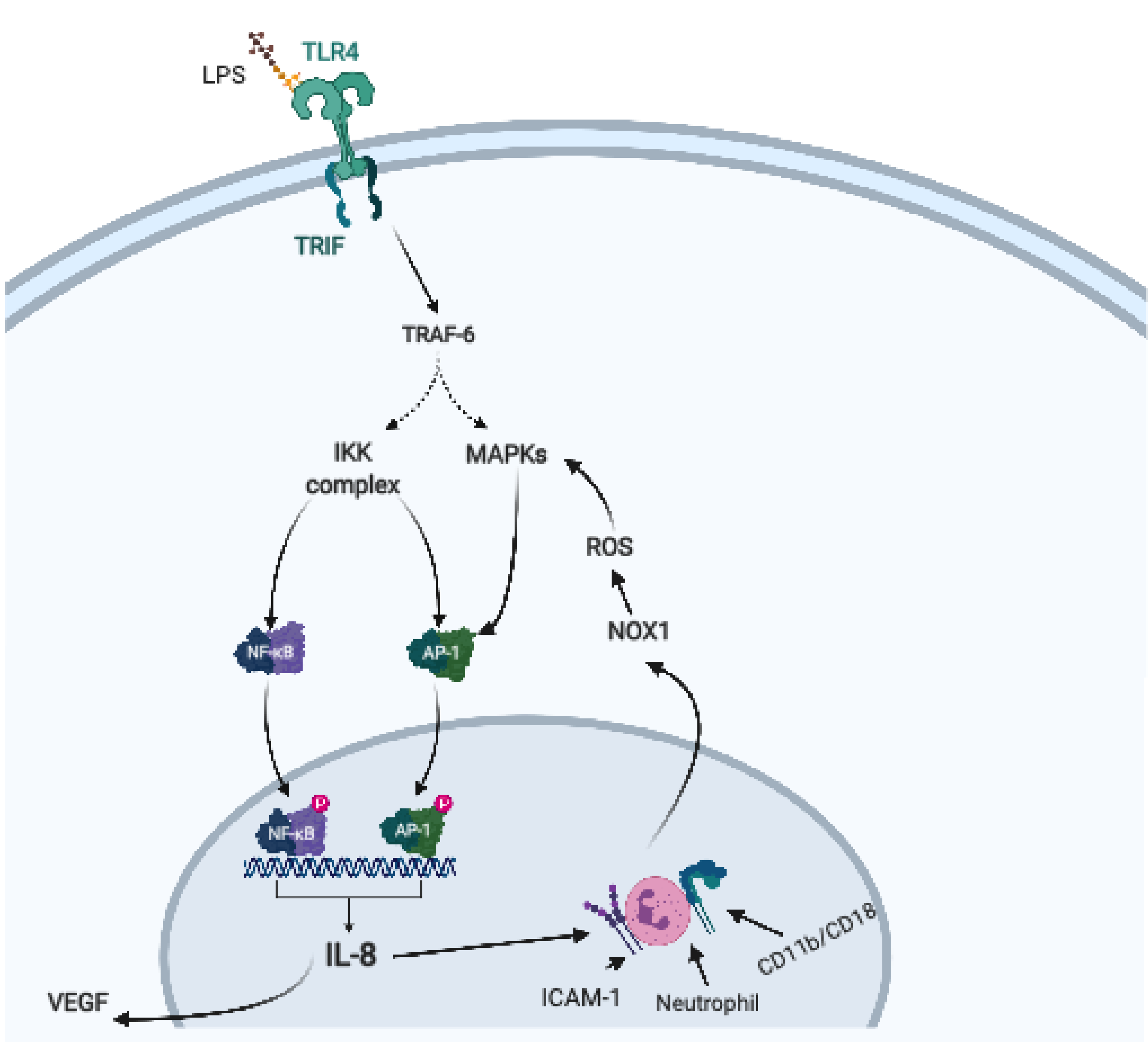 Ijms 22 01406 g002 Ijms 22 01406 g002