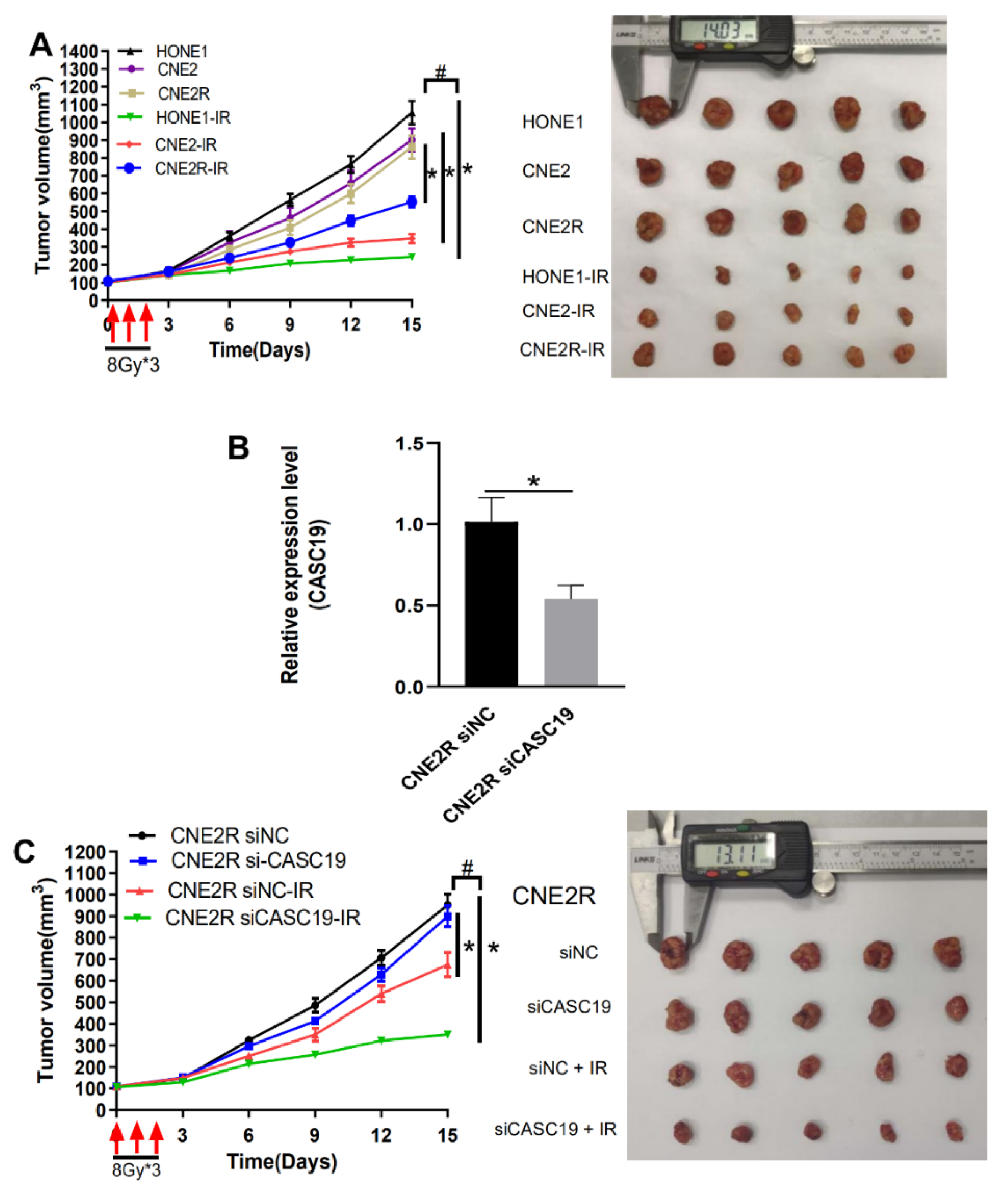 Ijms 22 01407 g004 Ijms 22 01407 g004