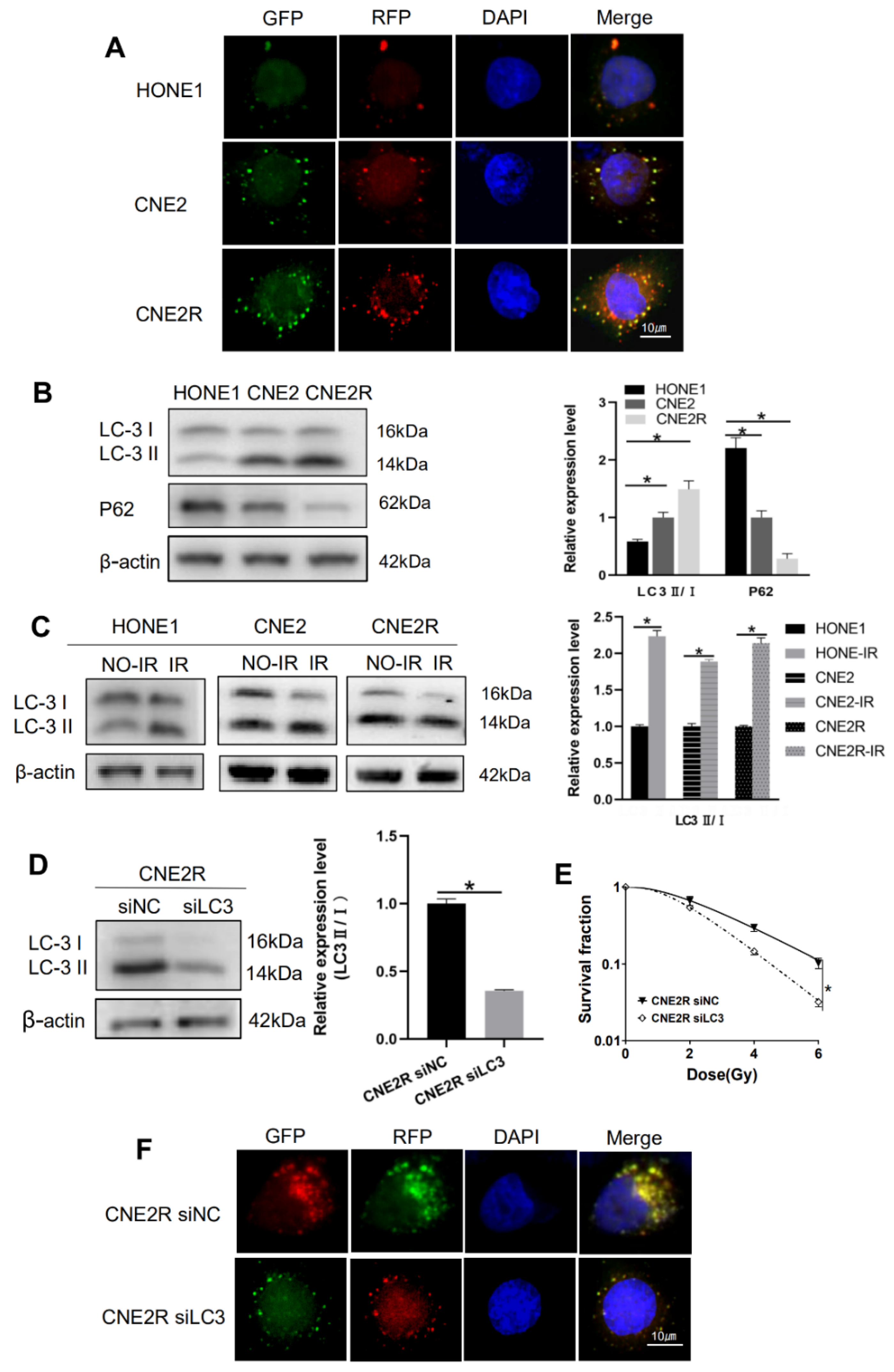 Ijms 22 01407 g005 Ijms 22 01407 g005