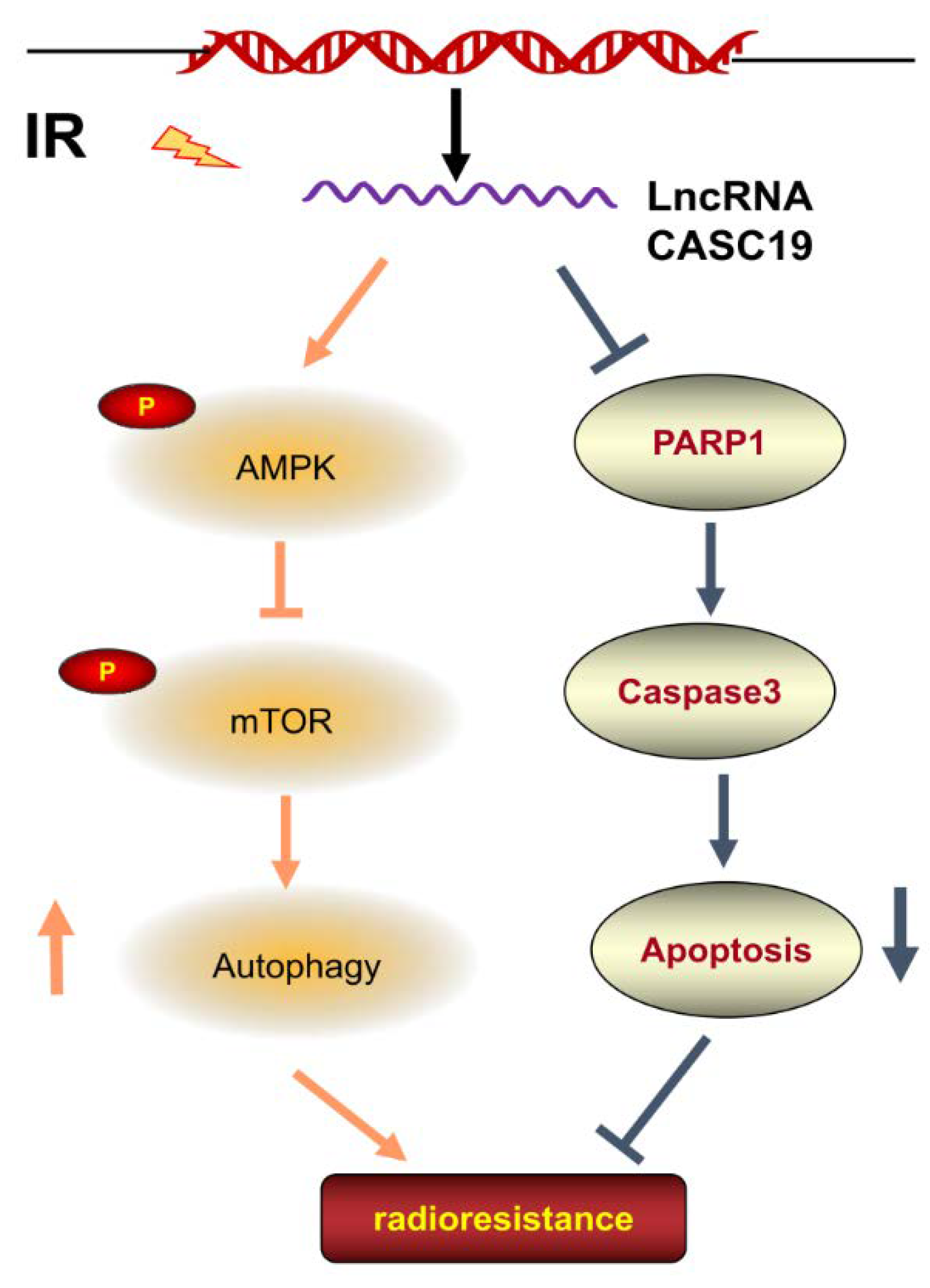 Ijms 22 01407 g007 Ijms 22 01407 g007