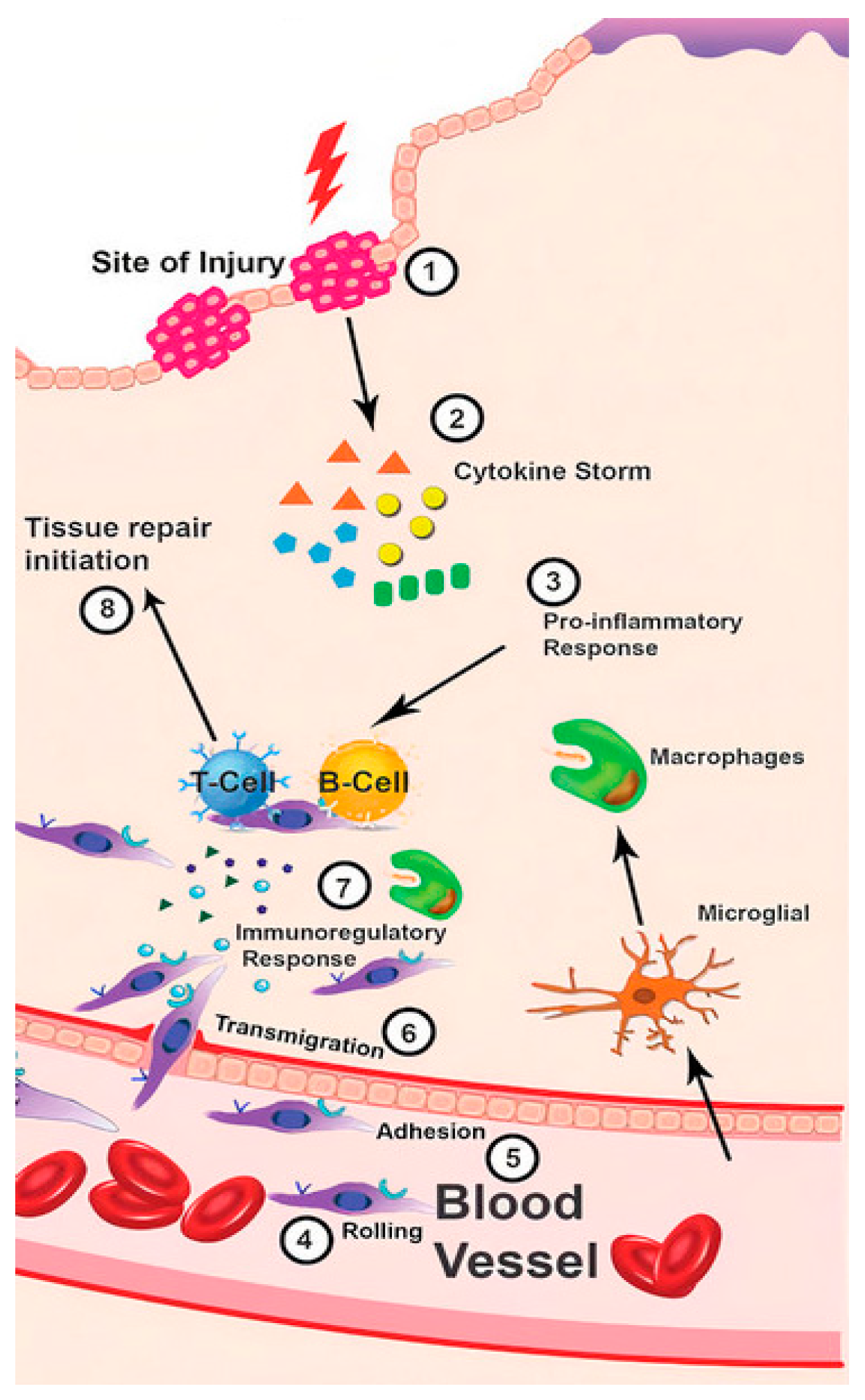 Exploration of Bioengineered Scaffolds Composed of Thermo