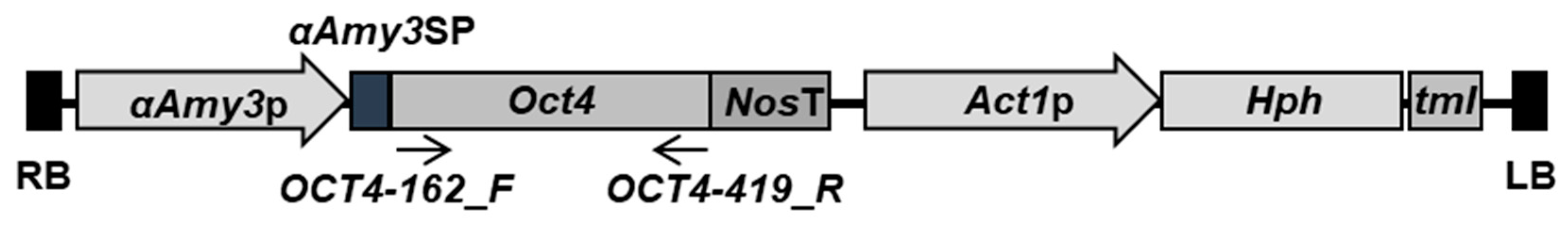 Ijms 22 01409 g001 Ijms 22 01409 g001