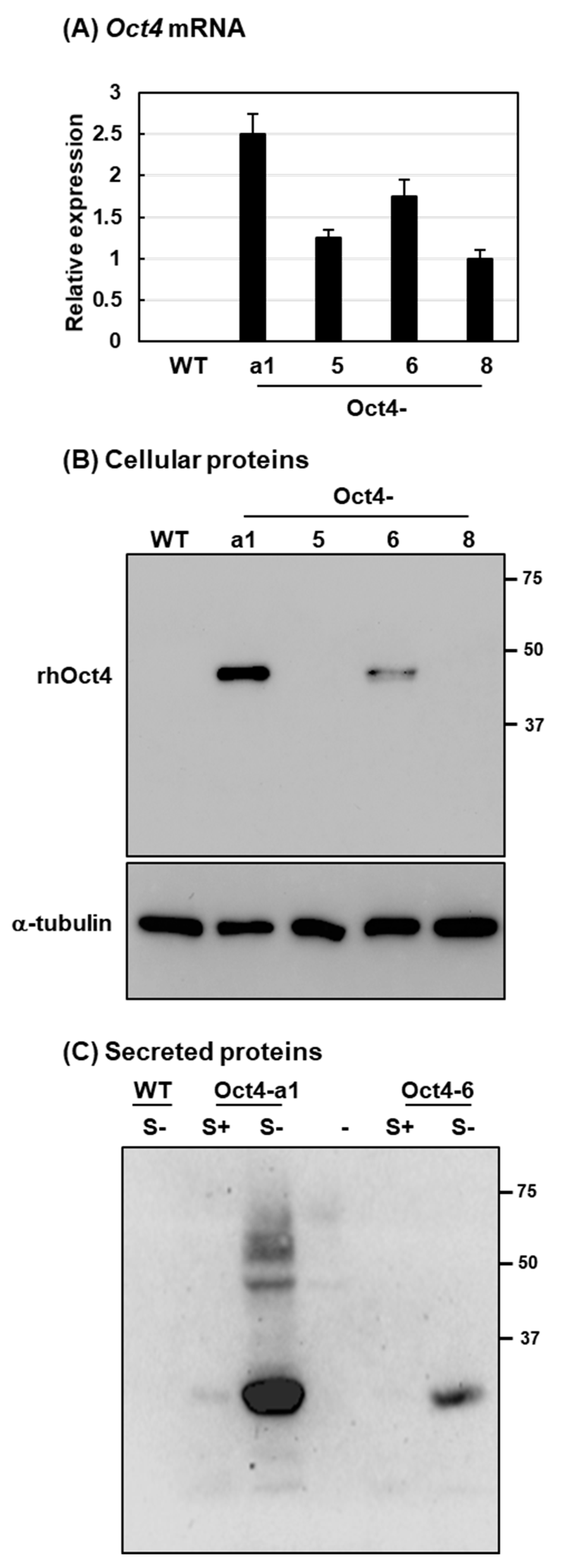 Ijms 22 01409 g002 Ijms 22 01409 g002