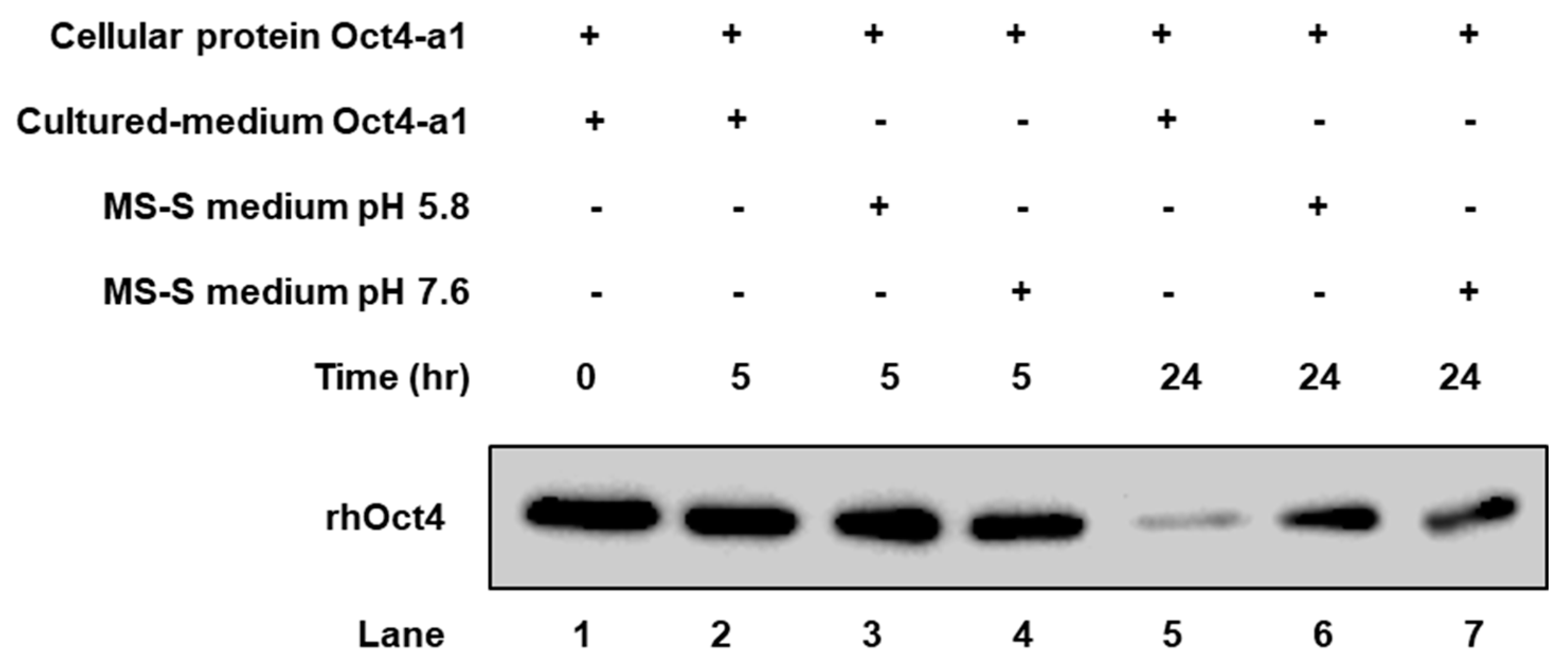Ijms 22 01409 g003 Ijms 22 01409 g003
