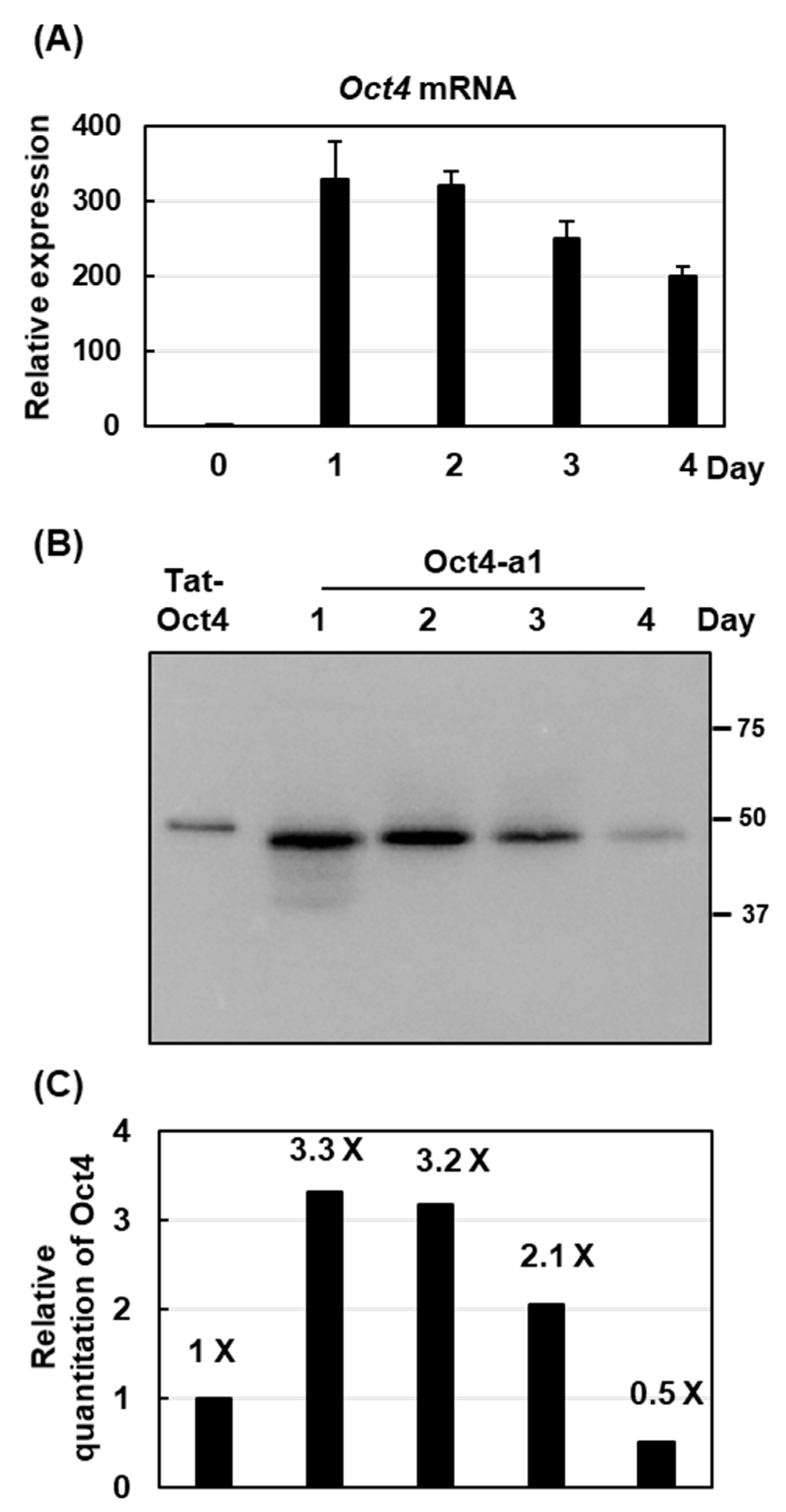Ijms 22 01409 g004 Ijms 22 01409 g004