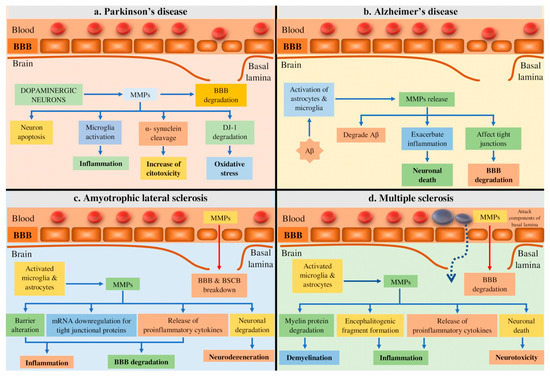 Multifaceted Role of Matrix Metalloproteinases in Neurodegenerative ...