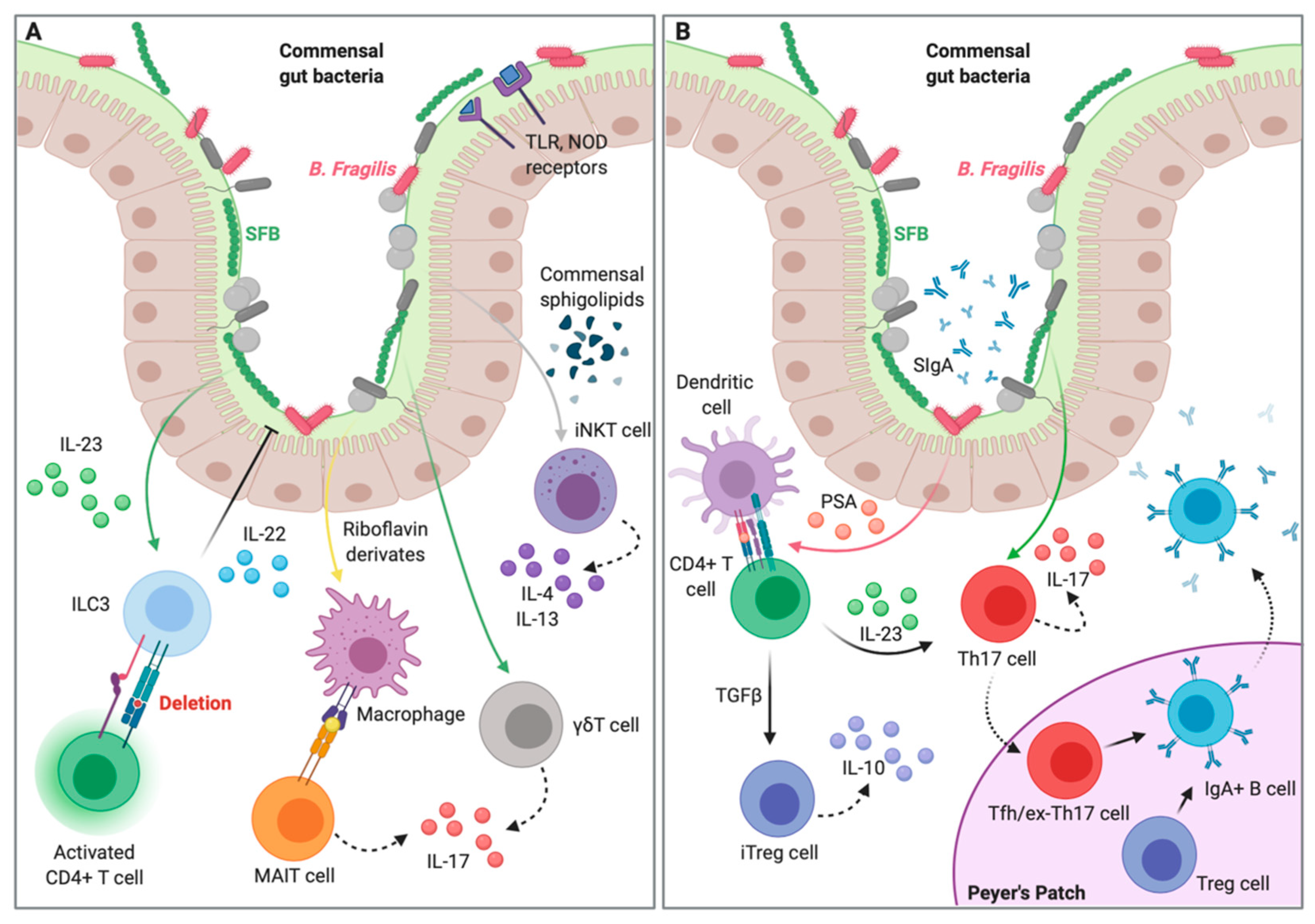 The systemic anti-microbiota IgG repertoire can identify gut