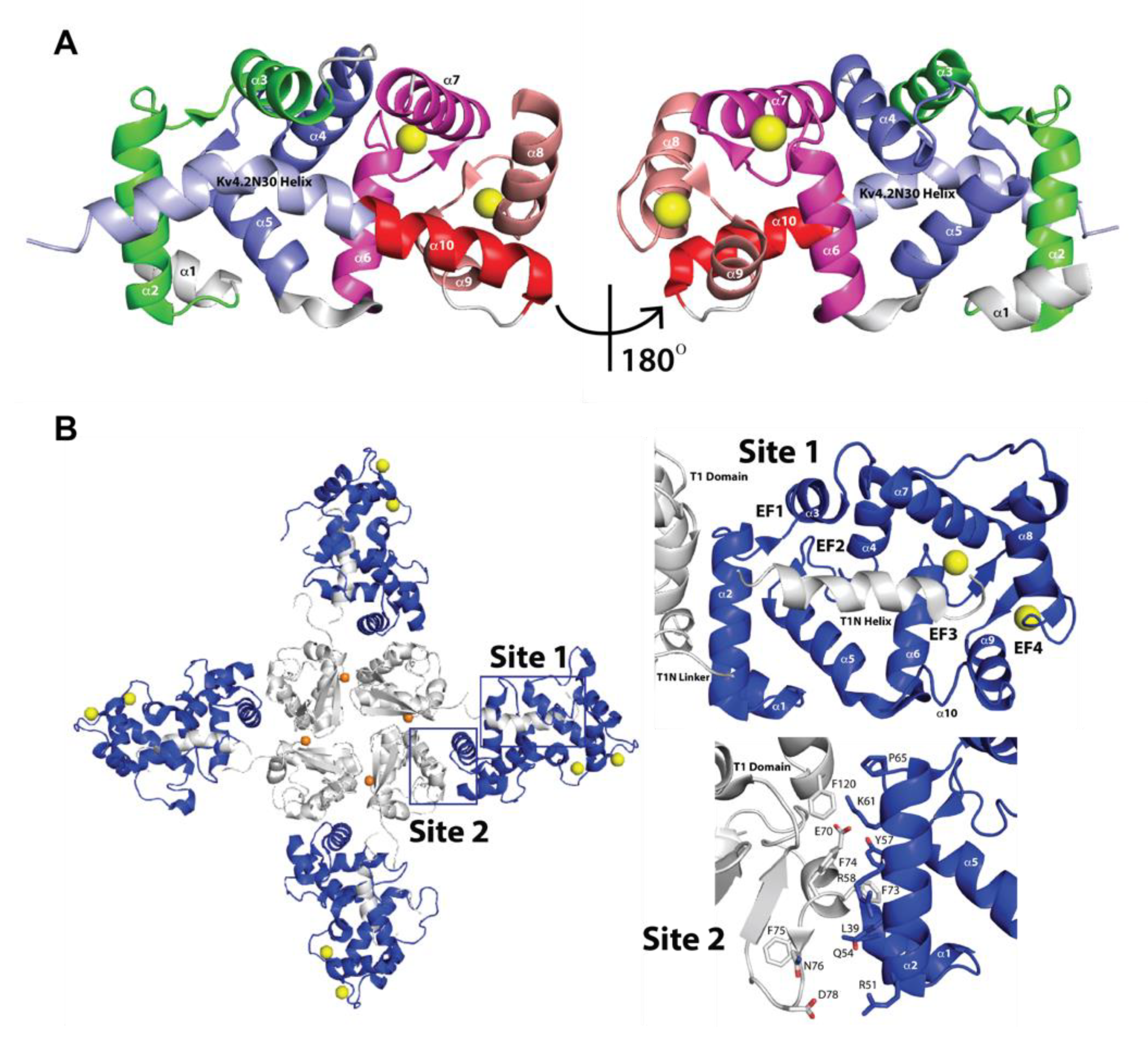 Ijms 22 01419 g004 Ijms 22 01419 g004