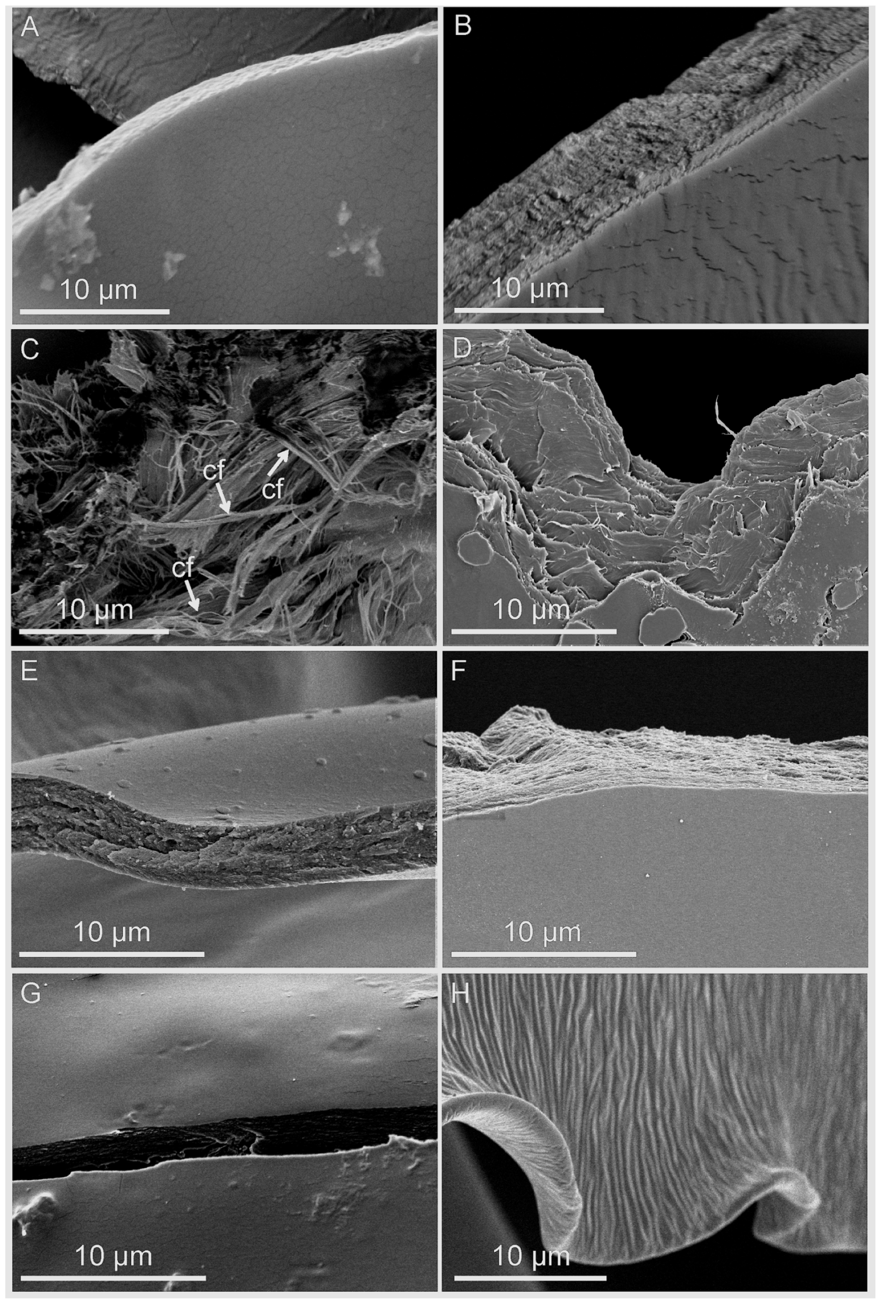 Ijms 22 01443 g006 Ijms 22 01443 g006