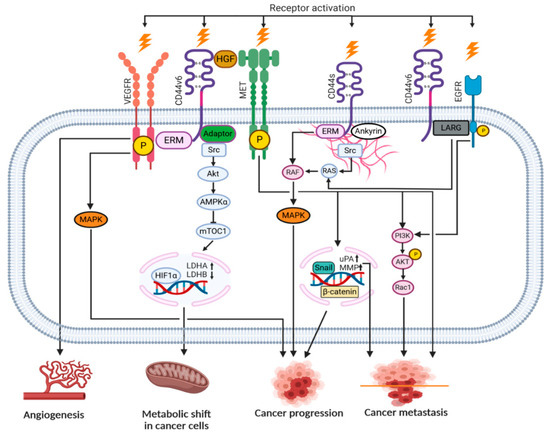 Ijms 22 01463 g004 550
