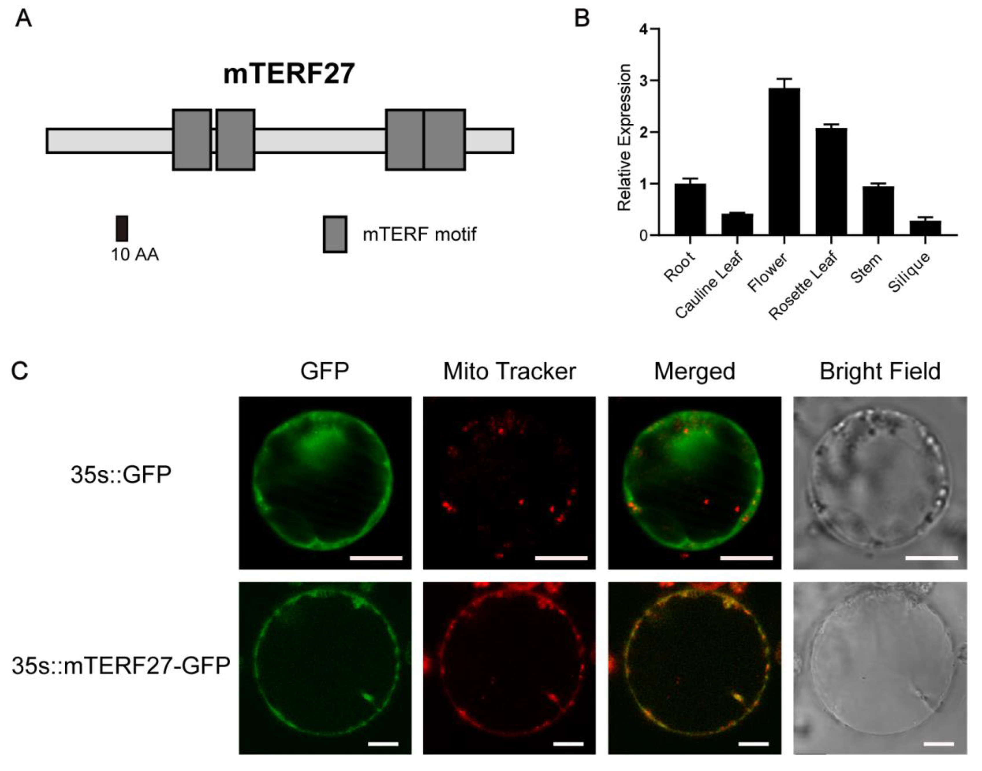 Ijms 22 01466 g001 Ijms 22 01466 g001