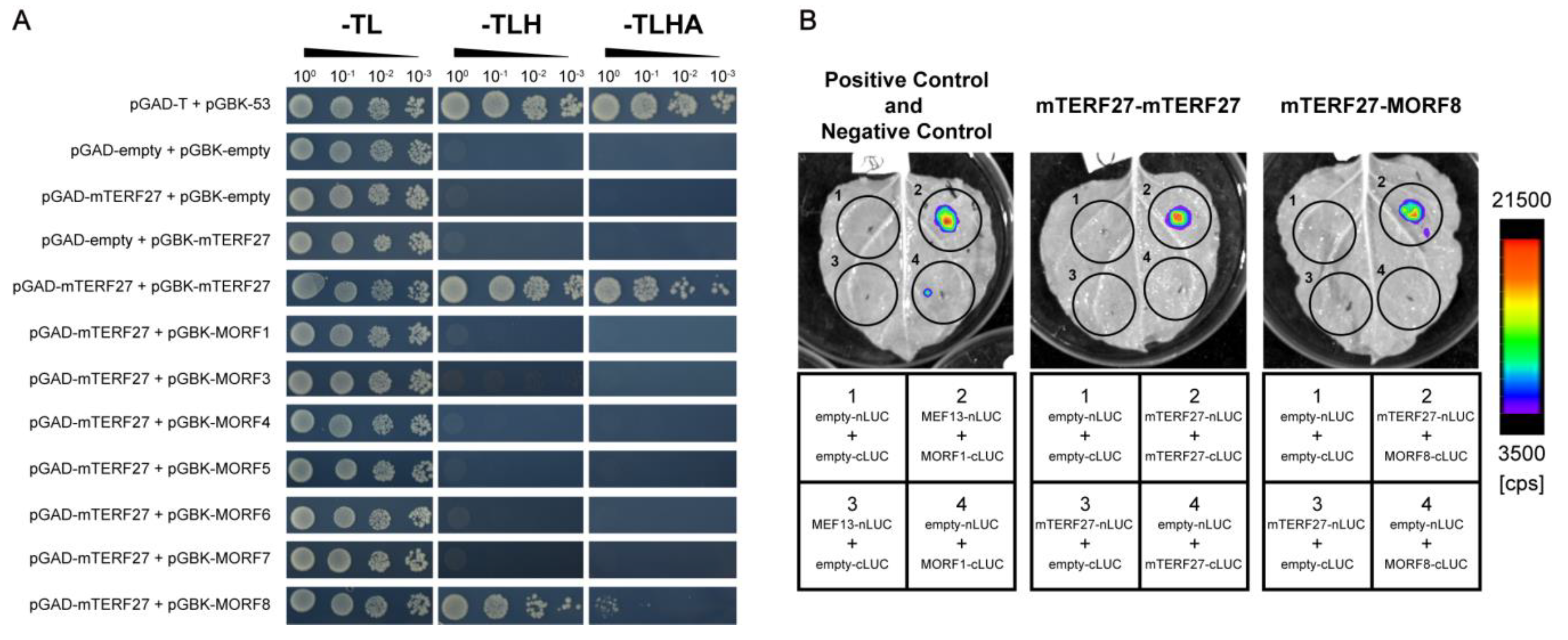 Ijms 22 01466 g004 Ijms 22 01466 g004