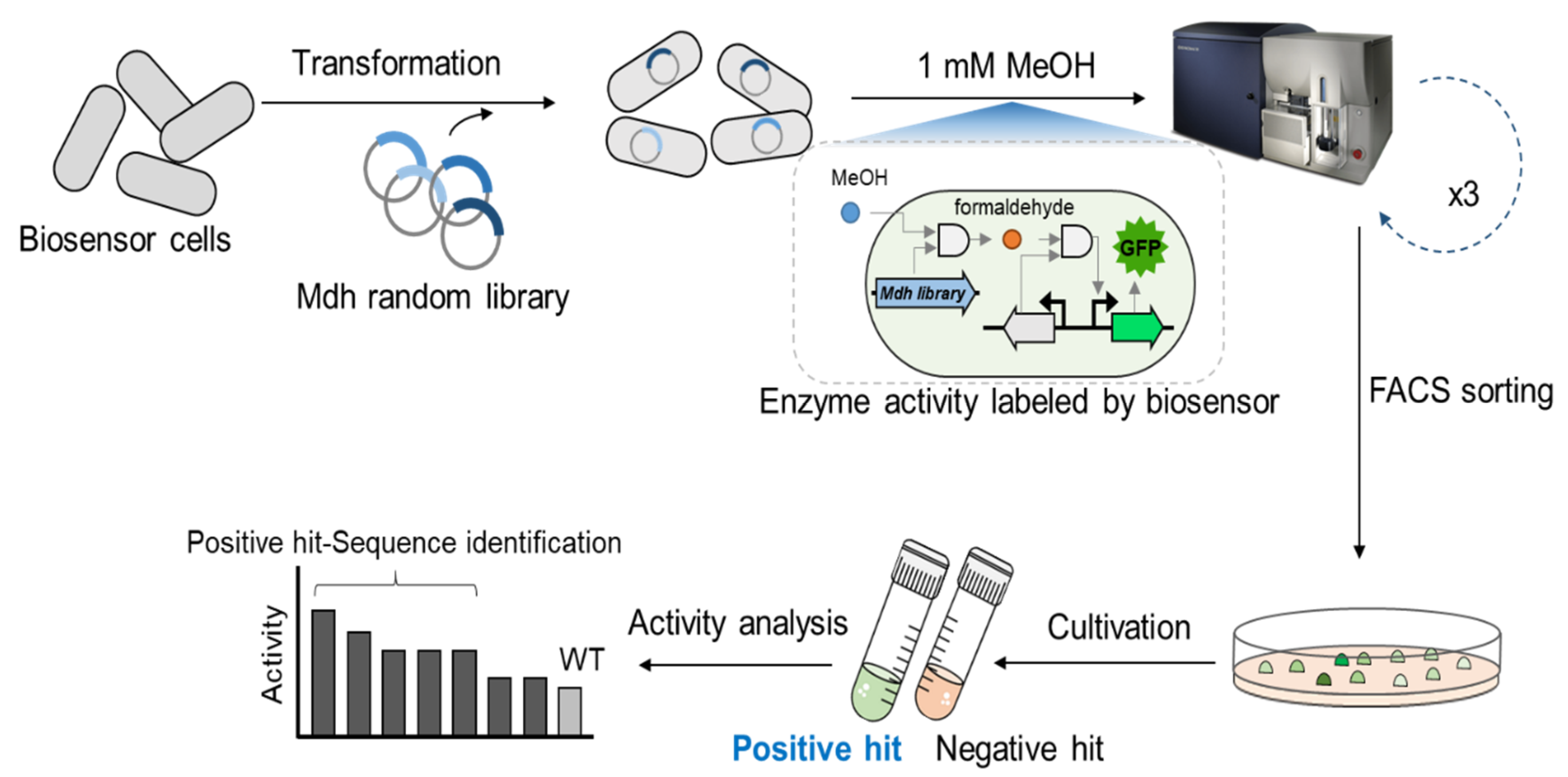 Ijms Free Full Text Biosensor Based Directed Evolution Of Methanol Dehydrogenase From Lysinibacillus Xylanilyticus Html Ijms Free Full Text Biosensor Based Directed Evolution Of Methanol Dehydrogenase From Lysinibacillus Xylanilyticus Html
