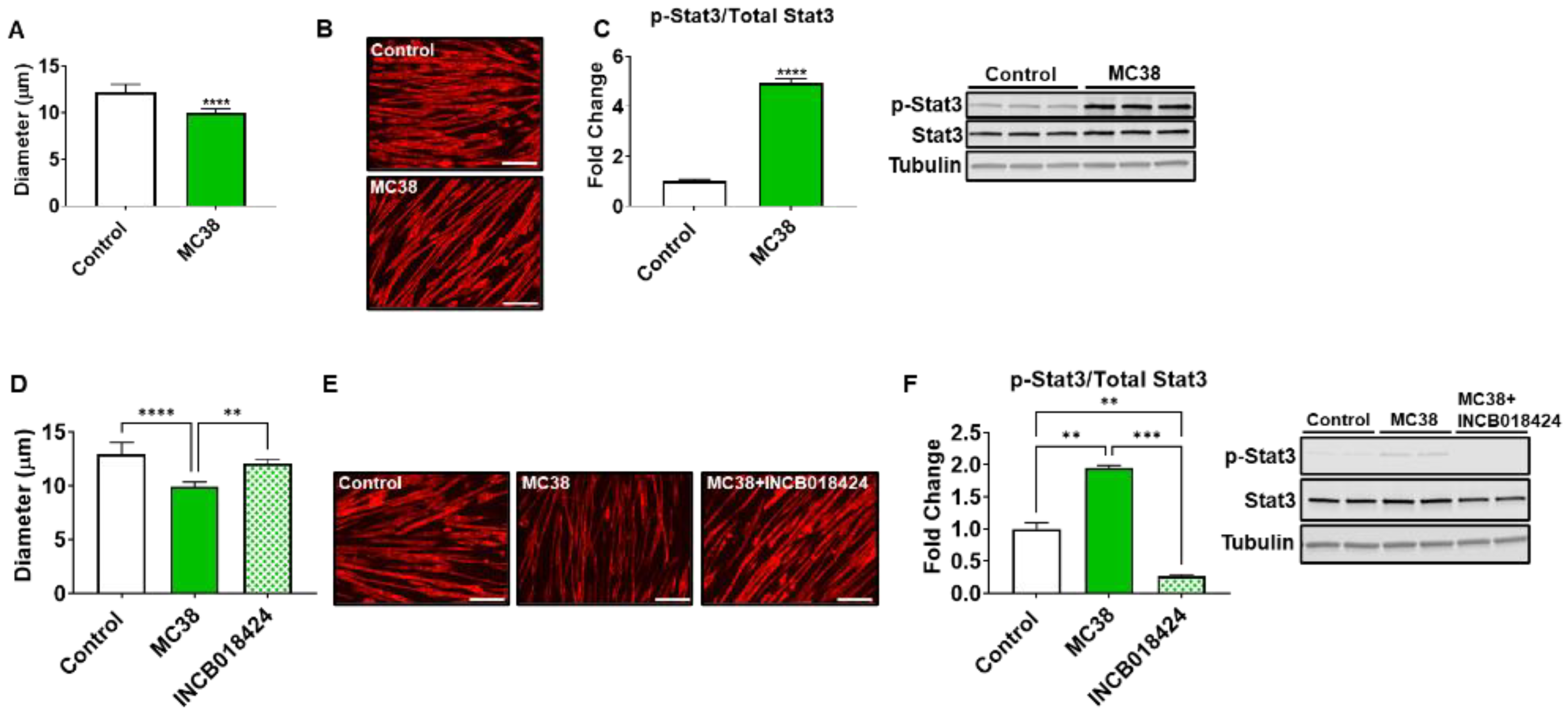 Ijms 22 01486 g007 Ijms 22 01486 g007