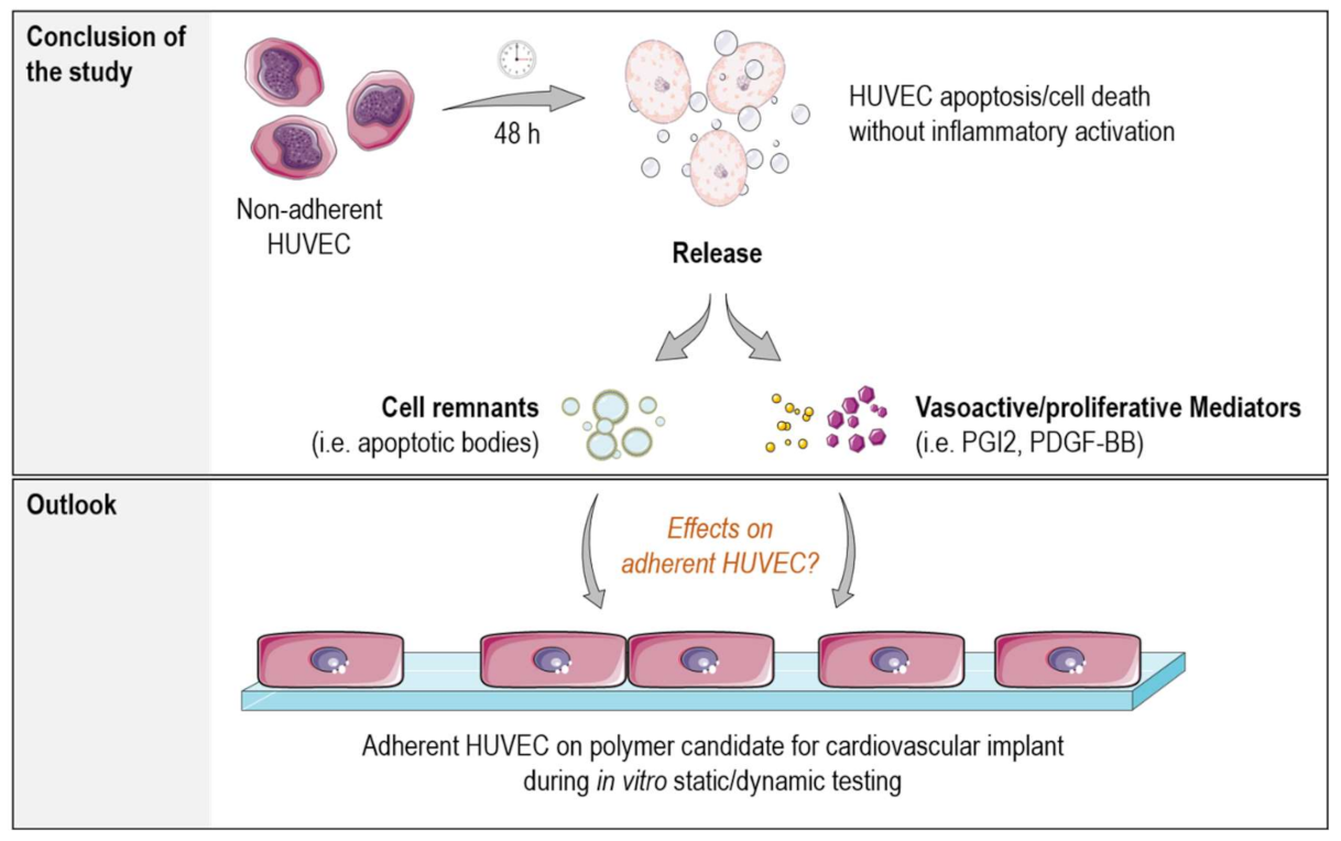 Ijms 22 01493 g007 Ijms 22 01493 g007