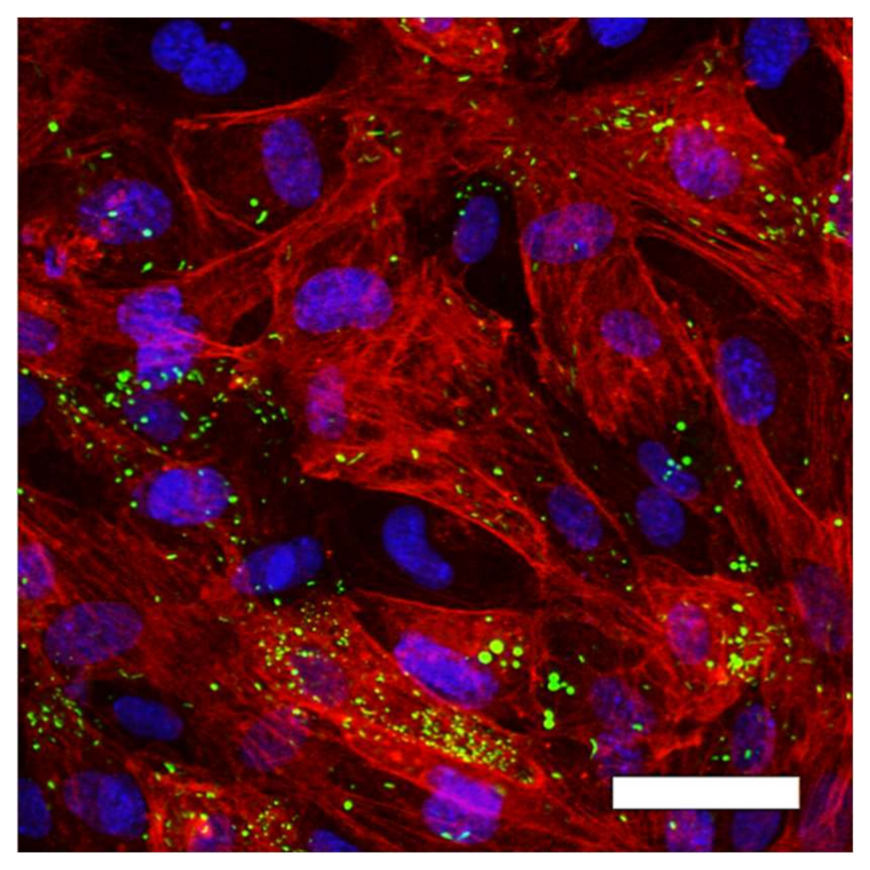 Ijms 22 01493 g008 Ijms 22 01493 g008