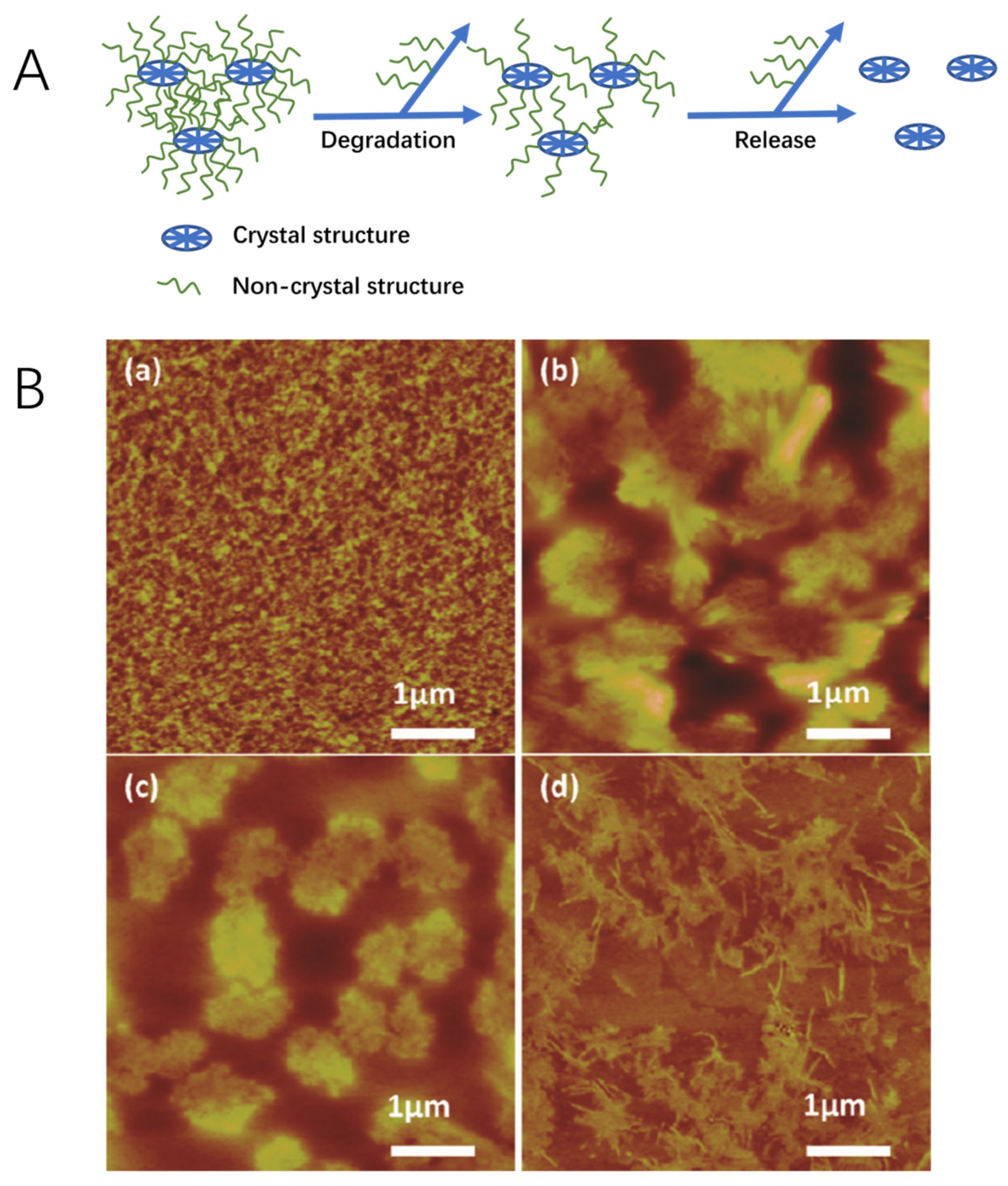 Ijms Free Full Text Silk Fibroin As A Functional Biomaterial For Tissue Engineering Html