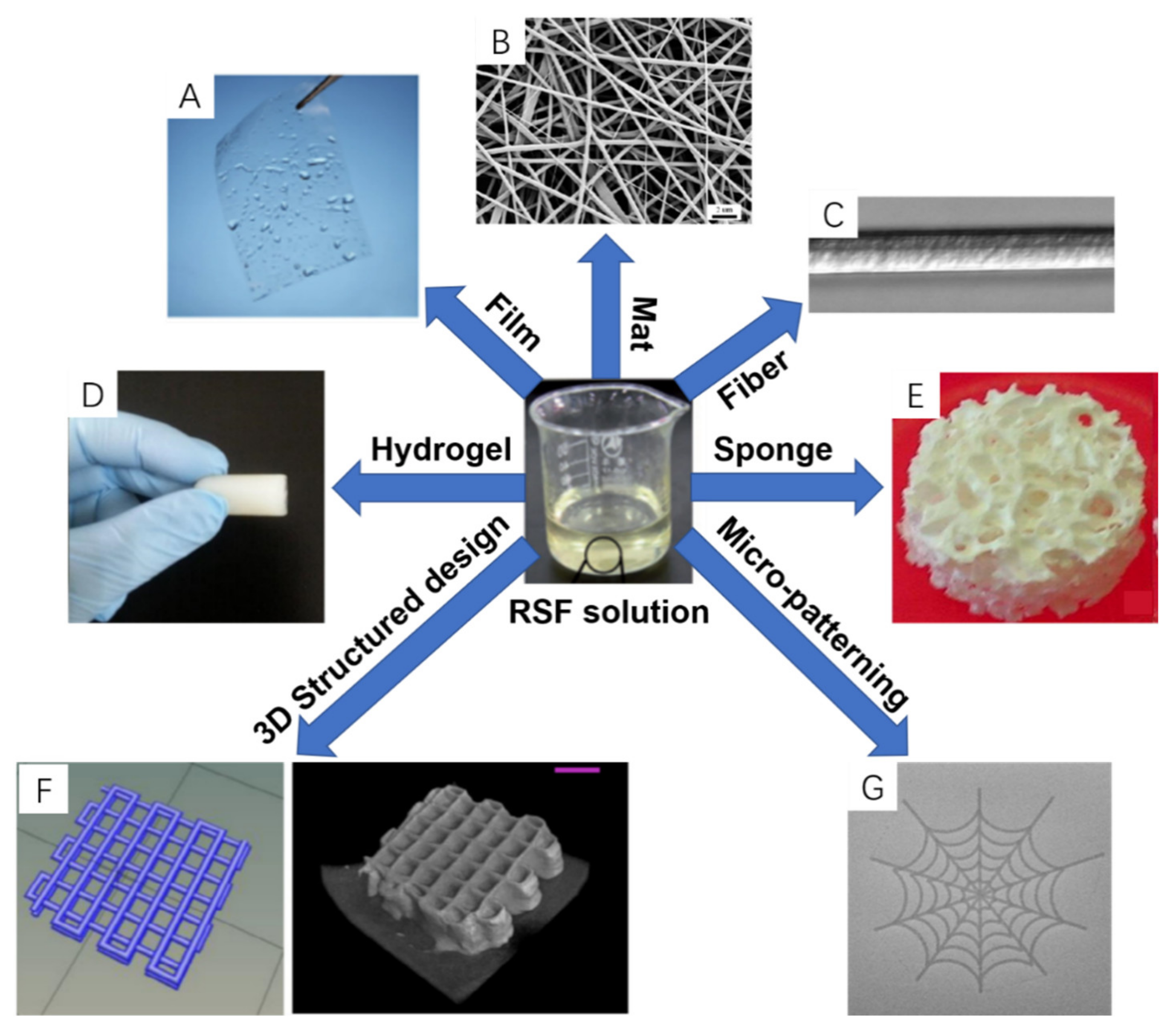 Ijms Free Full Text Silk Fibroin As A Functional Biomaterial For Tissue Engineering Html