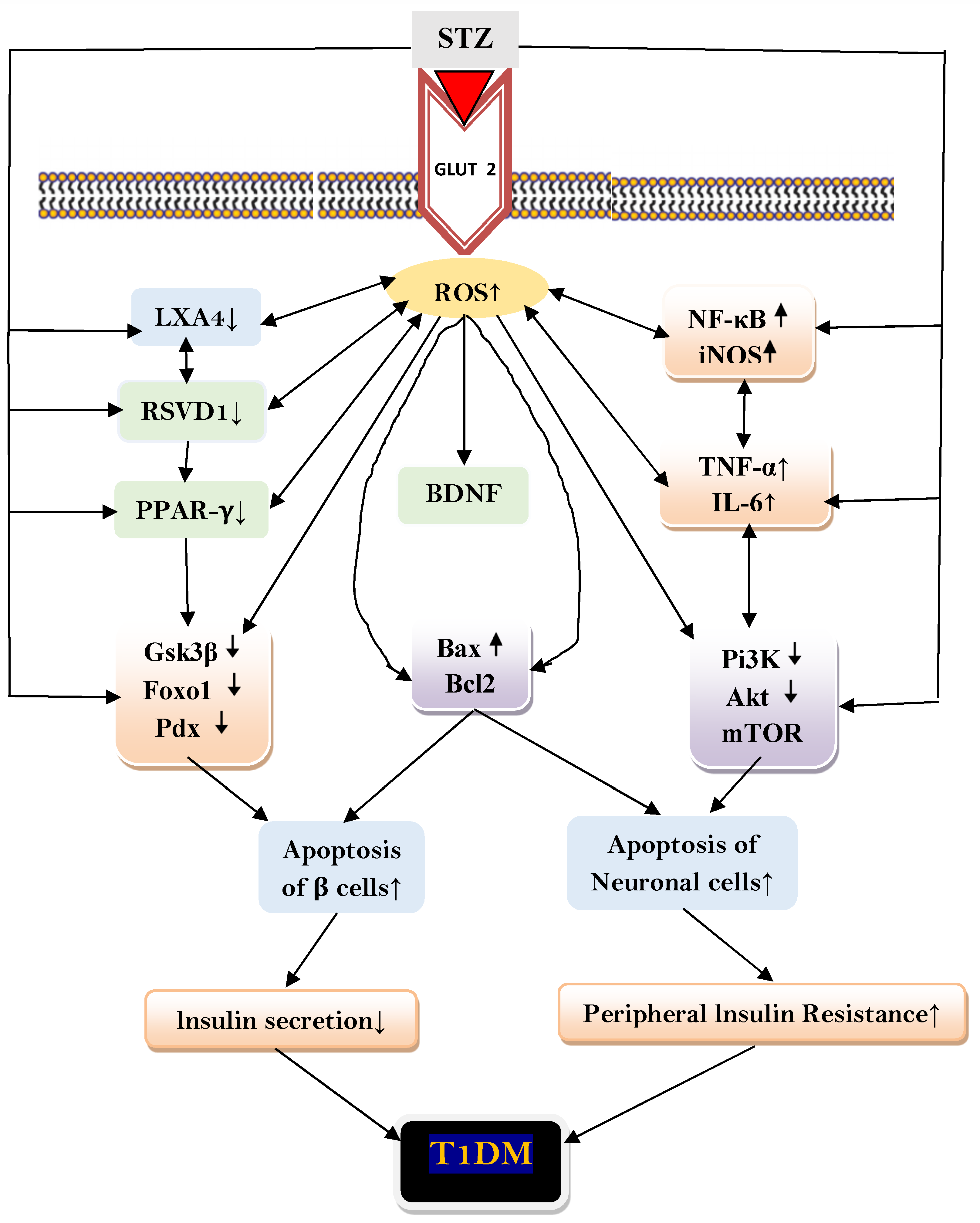 Ijms 22 01516 g004 Ijms 22 01516 g004