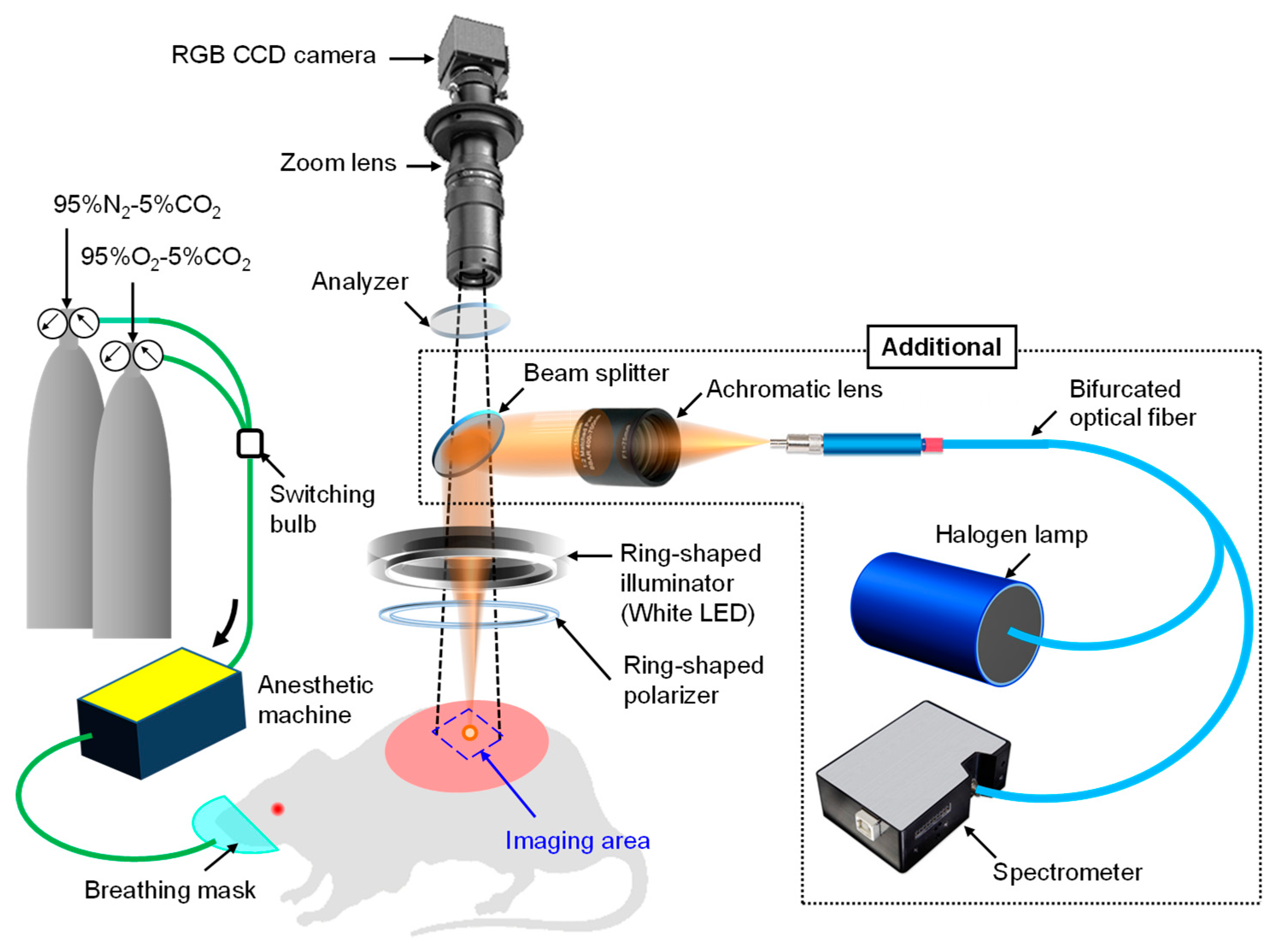 Ijms 22 01528 g011 Ijms 22 01528 g011