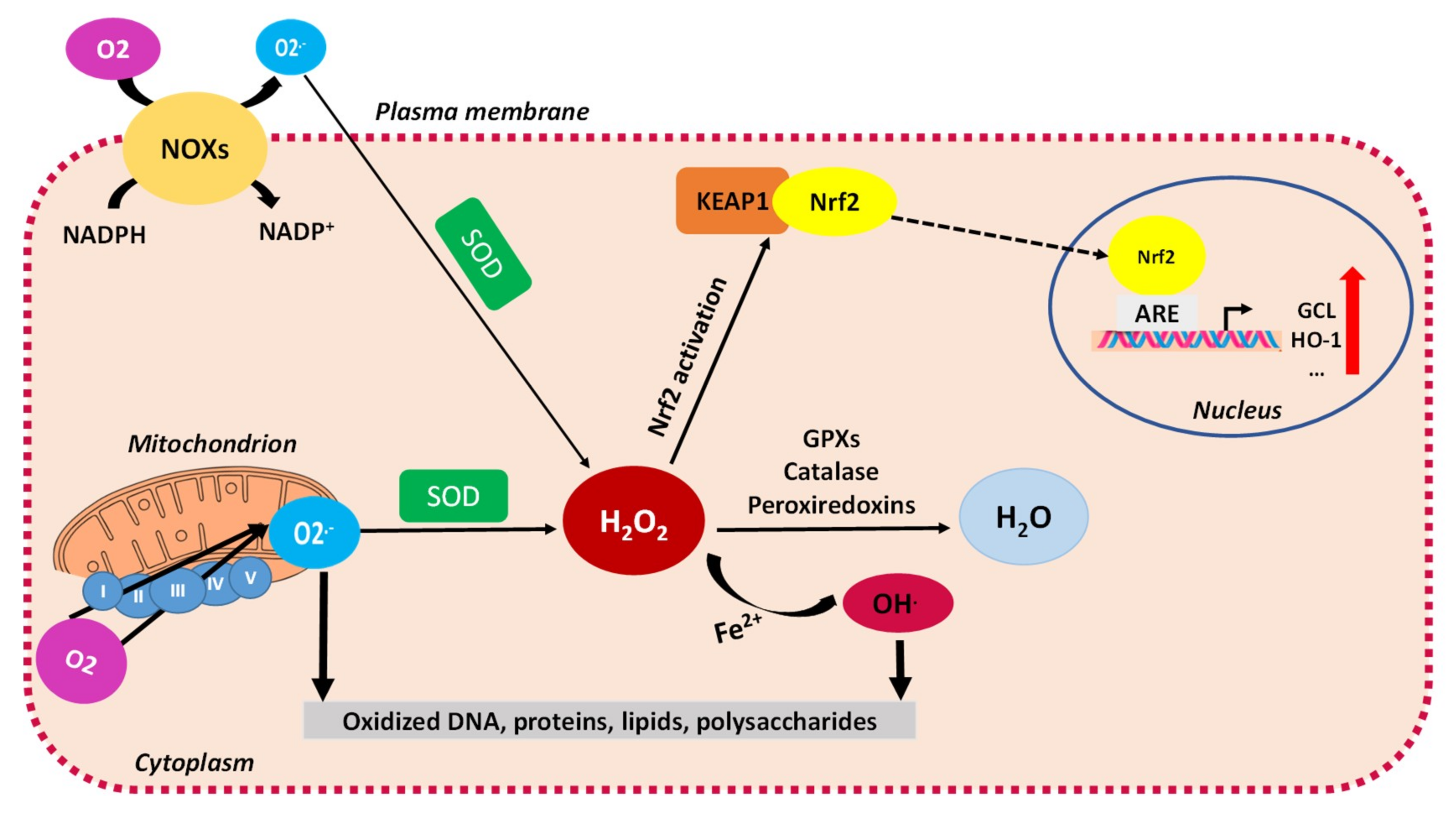 Ijms 22 01534 g001 Ijms 22 01534 g001