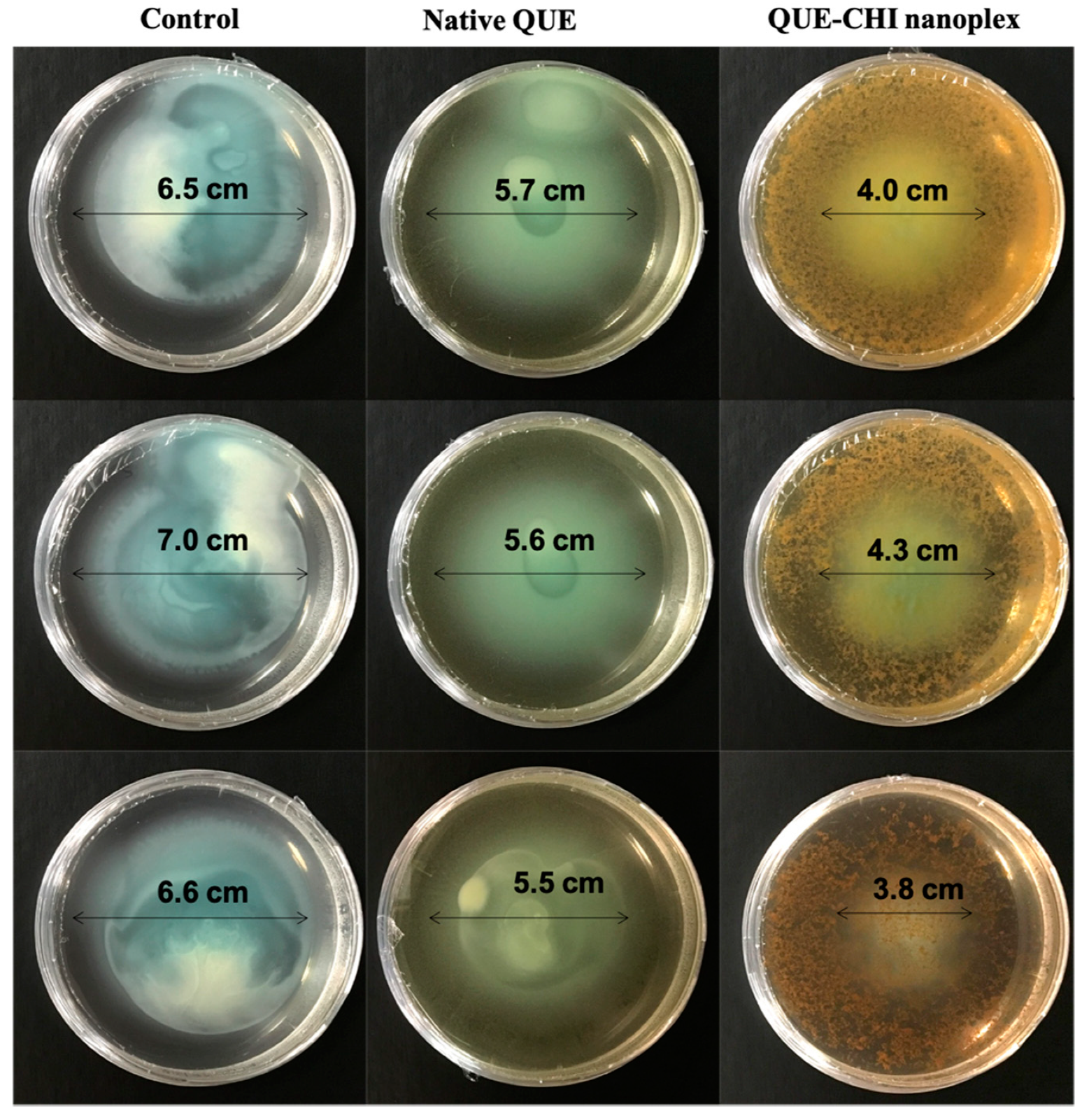 Ijms 22 01541 g008 Ijms 22 01541 g008