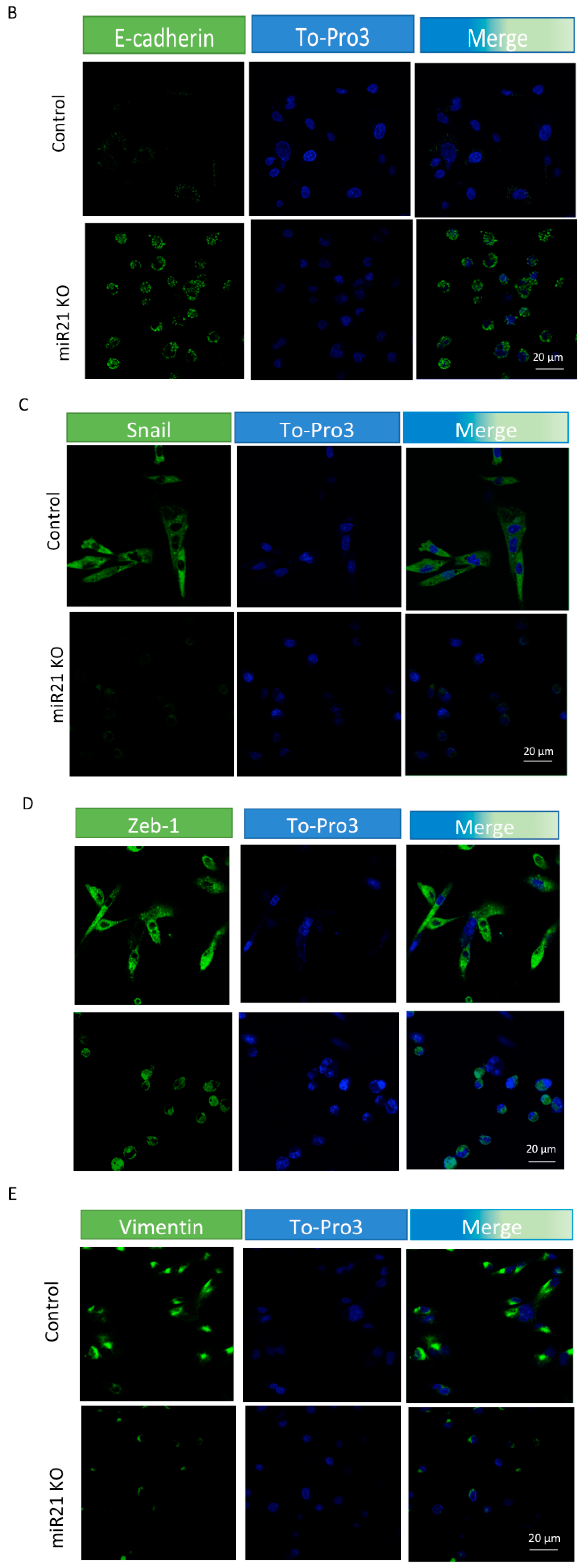 Ijms 22 01557 g005b Ijms 22 01557 g005b