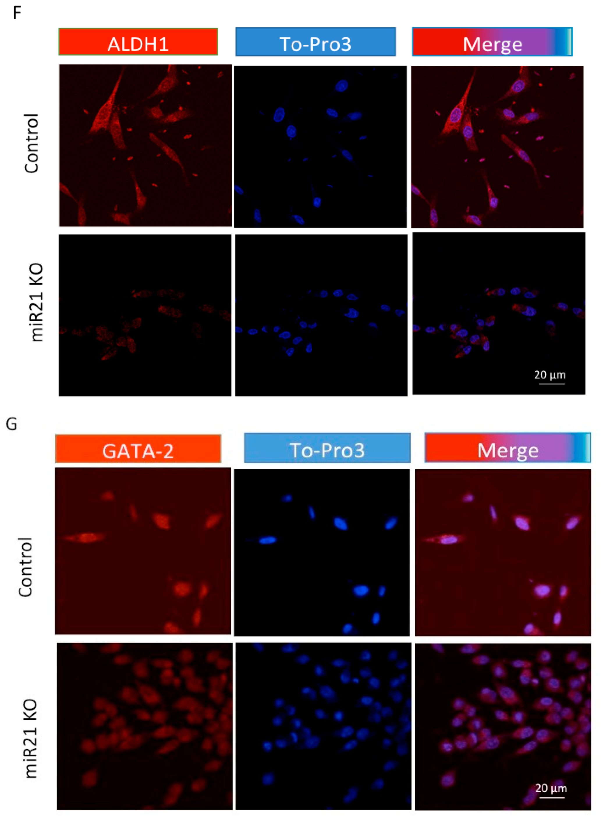Ijms 22 01557 g005c Ijms 22 01557 g005c
