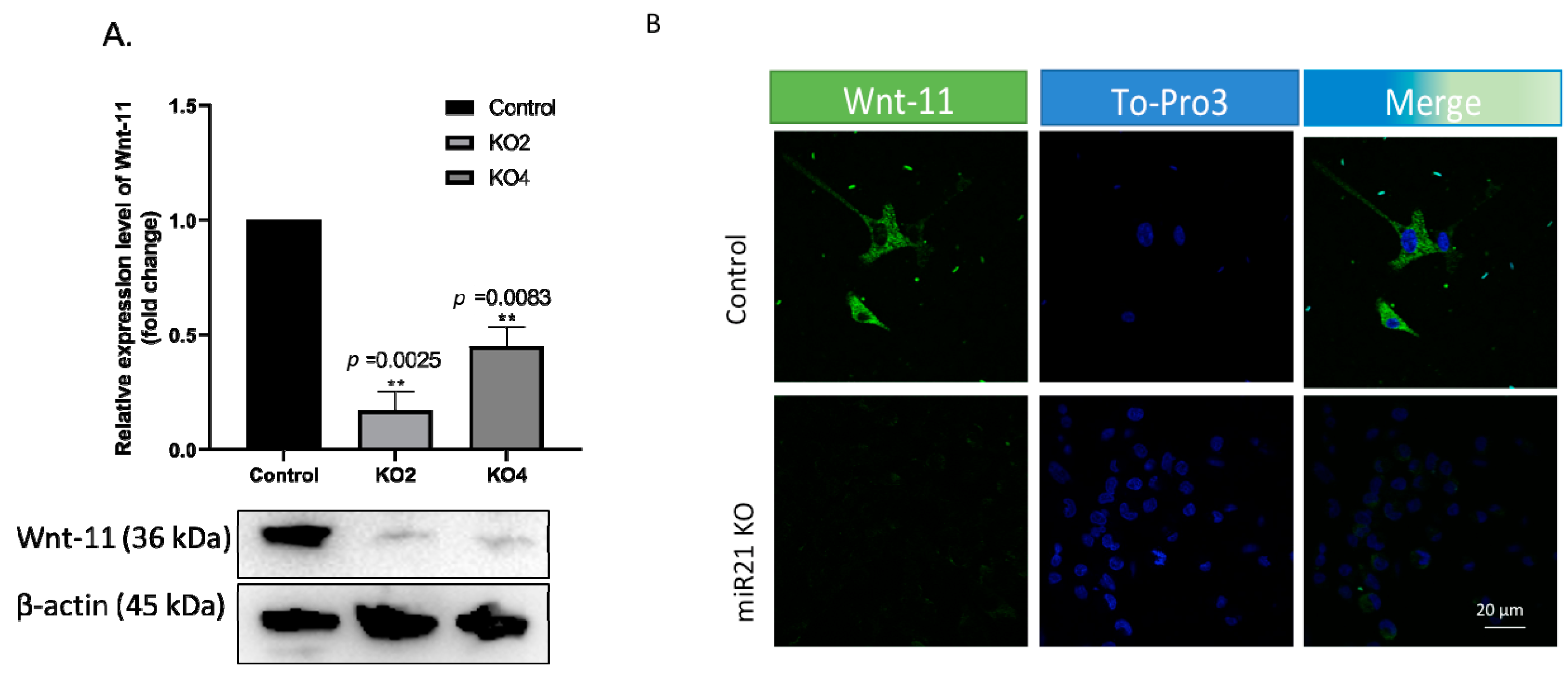 Ijms 22 01557 g006 Ijms 22 01557 g006