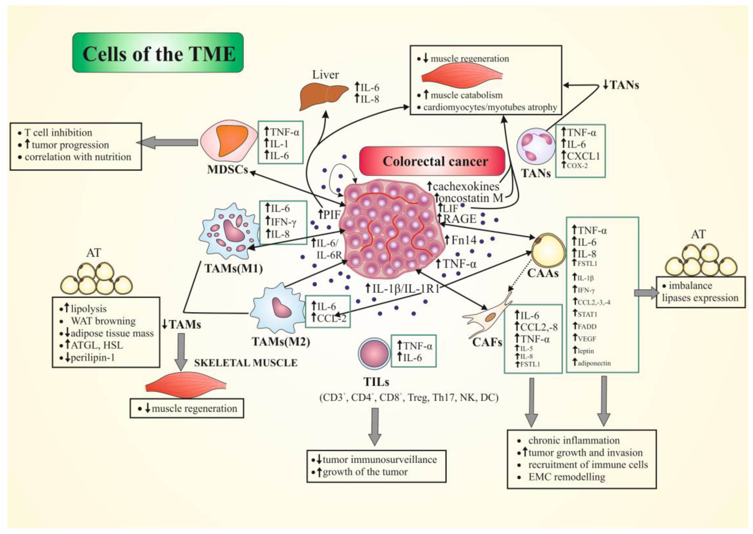 Polyamines from myeloid-derived suppressor cells promote Th17 polarization  and disease progression: Molecular Therapy