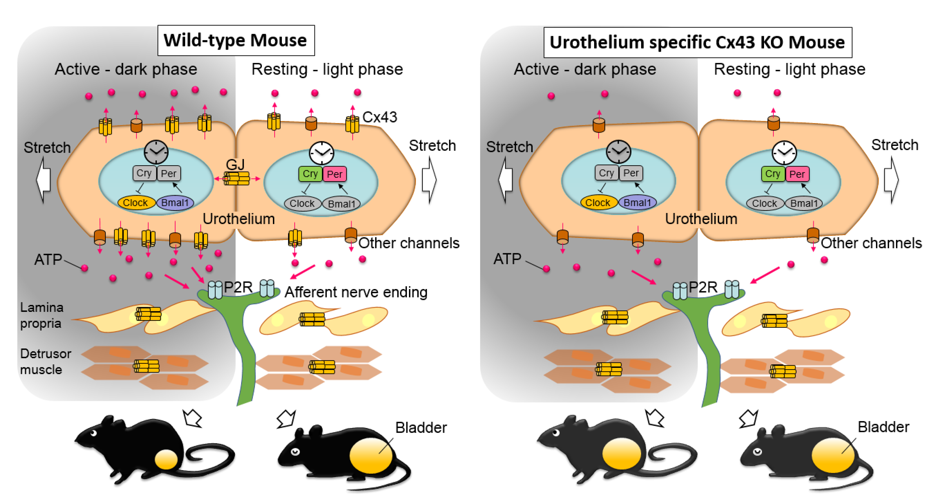 IJMS Free FullText UrotheliumSpecific Deletion of Connexin43 in