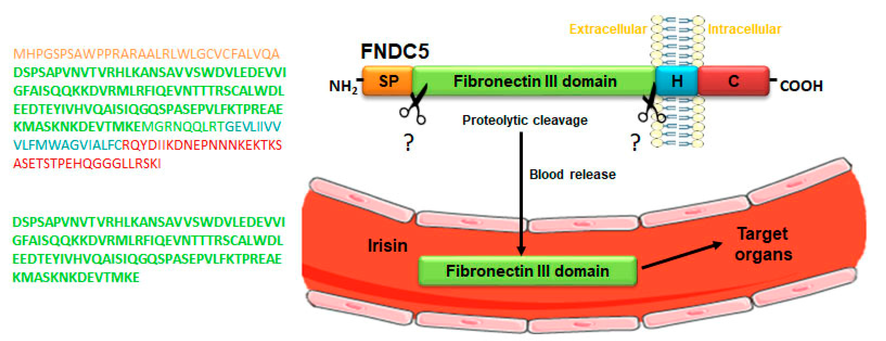 Ijms 22 01605 g001 Ijms 22 01605 g001