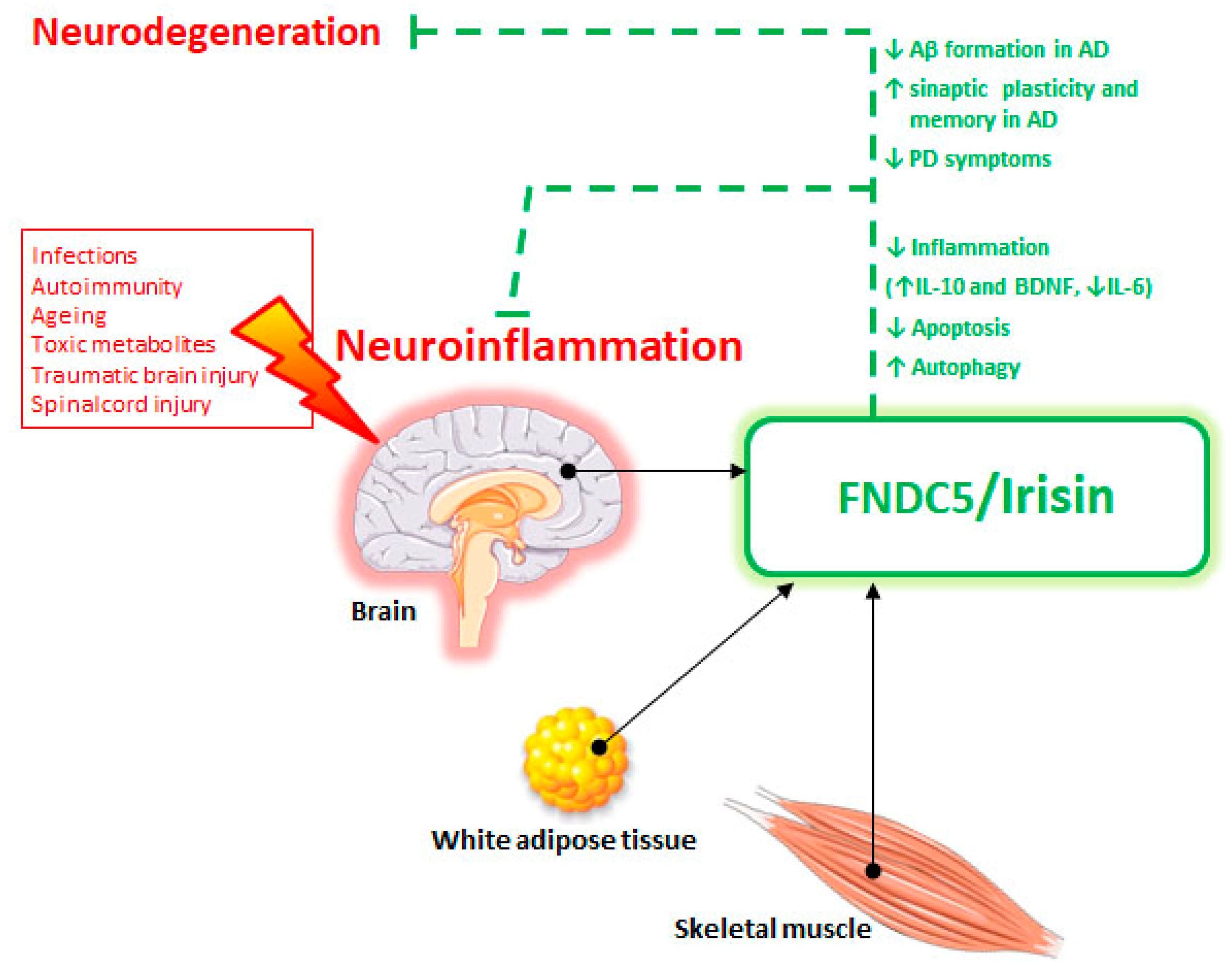 Ijms 22 01605 g002 Ijms 22 01605 g002
