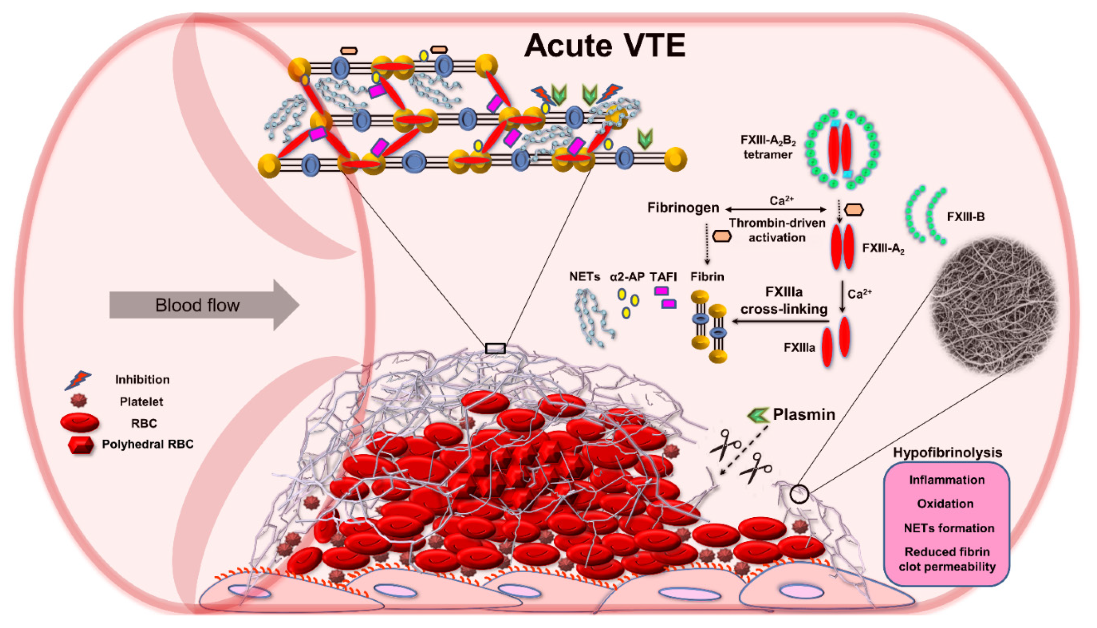Ijms 22 01607 g003 Ijms 22 01607 g003