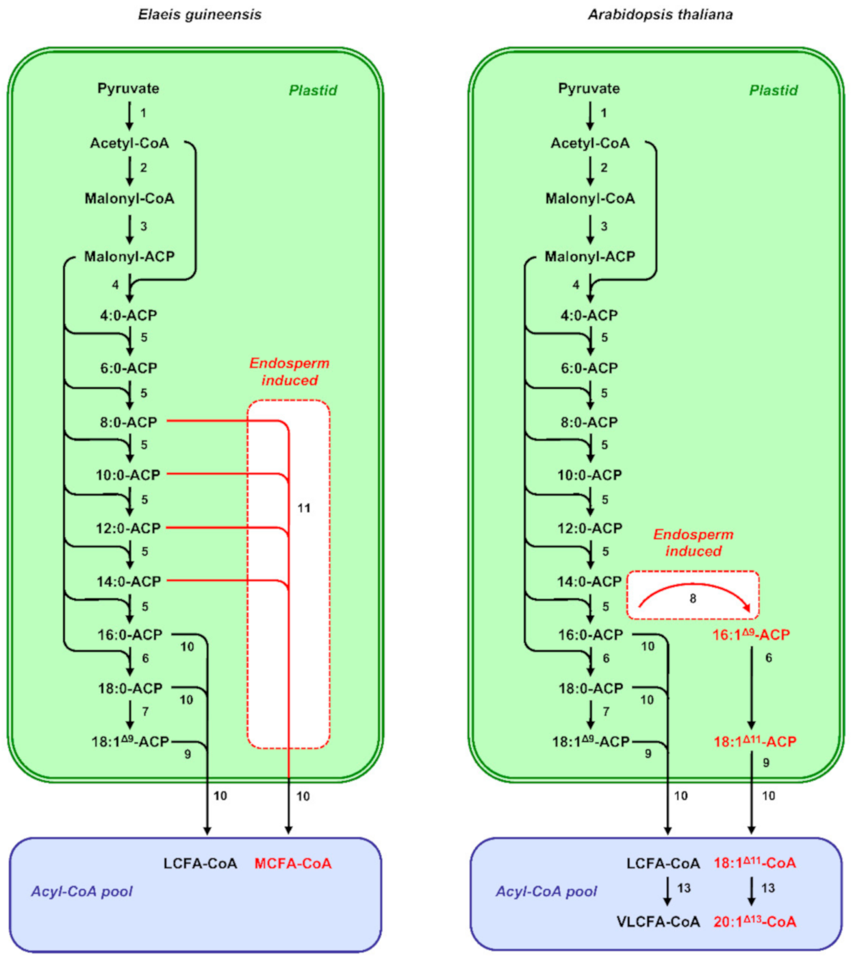 Ijms 22 01621 g001 Ijms 22 01621 g001