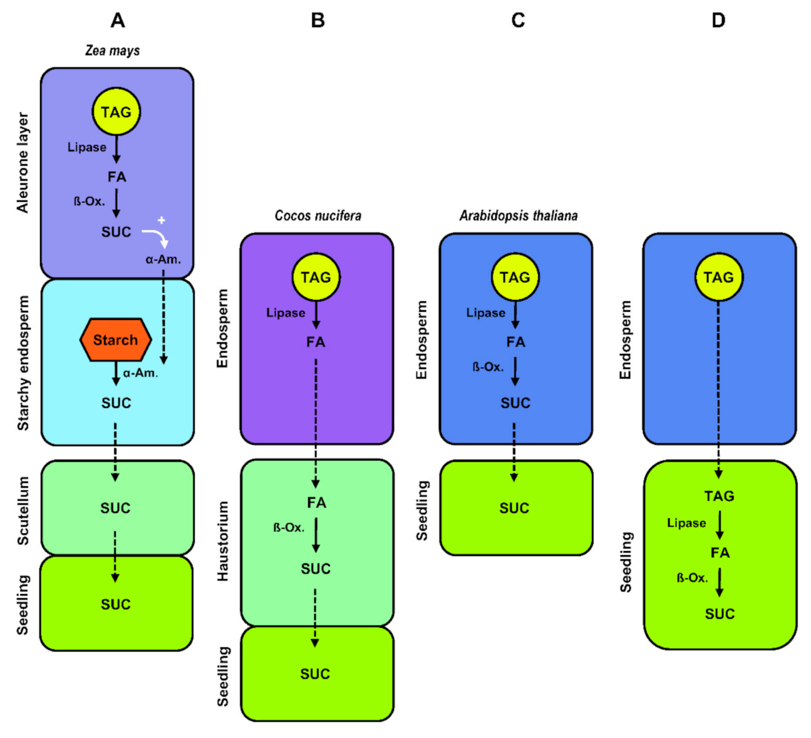 Ijms 22 01621 g005 Ijms 22 01621 g005