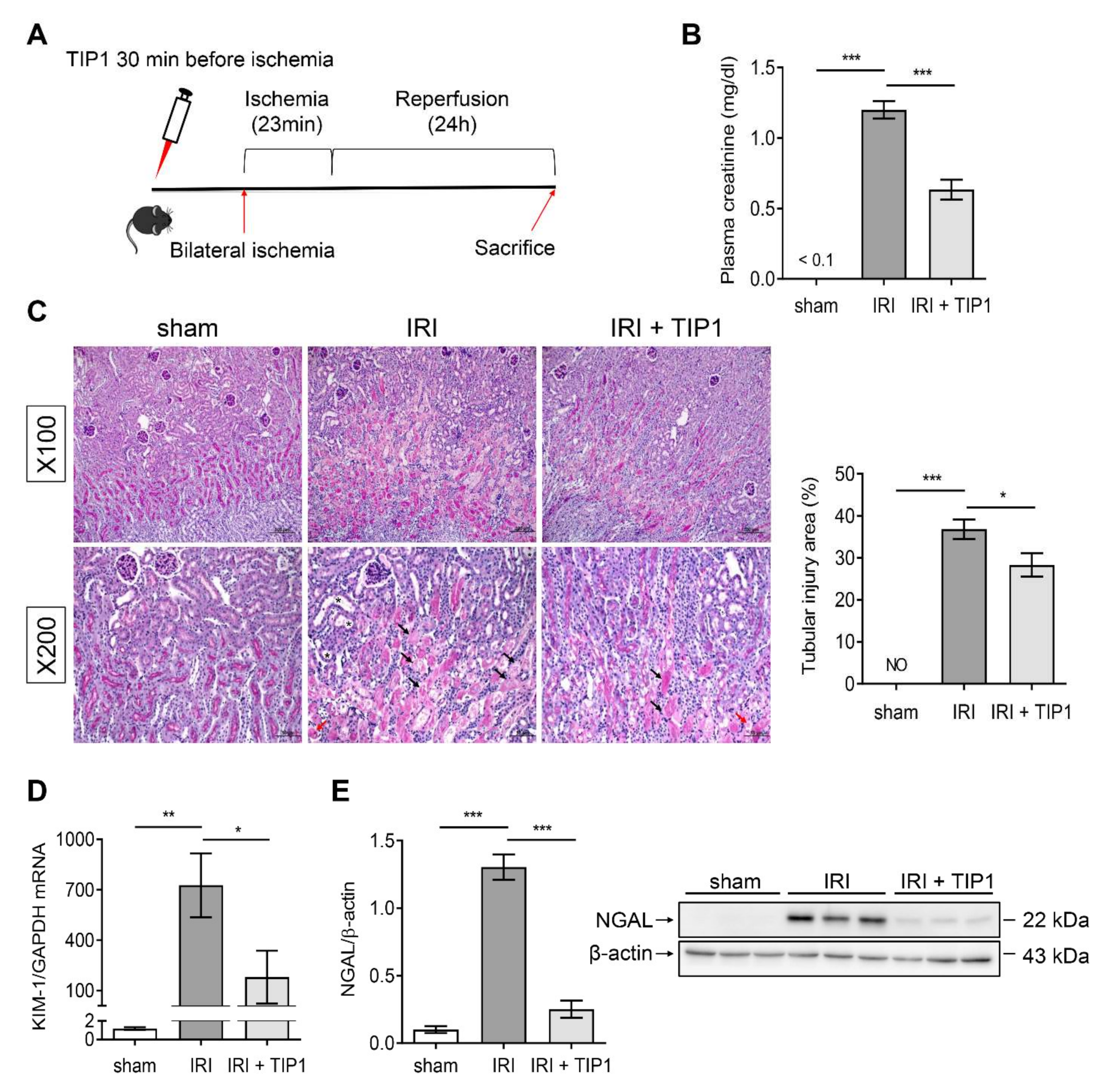 Ijms 22 01627 g002 Ijms 22 01627 g002