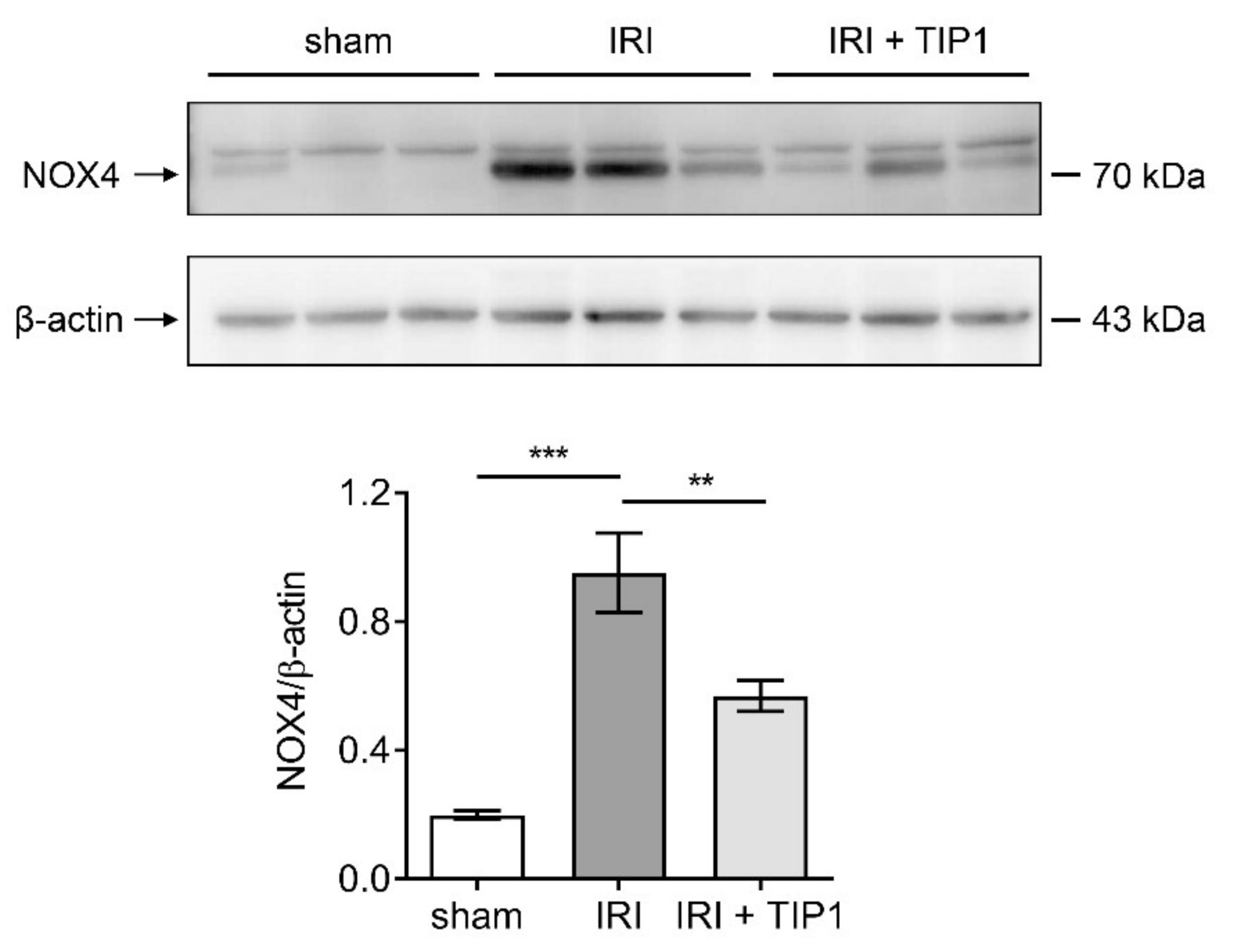 Ijms 22 01627 g006 Ijms 22 01627 g006