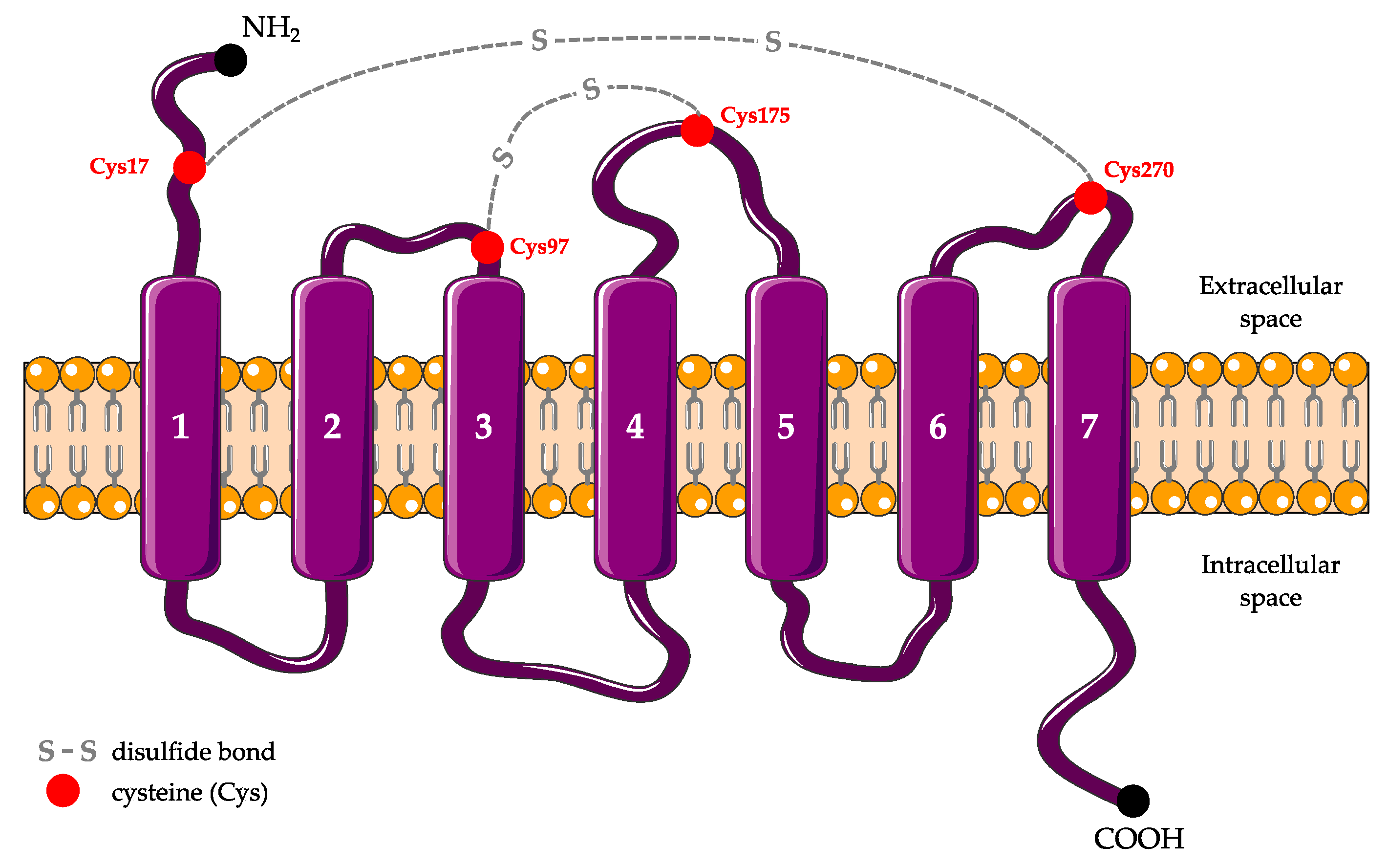 Ijms 22 01636 g001 Ijms 22 01636 g001