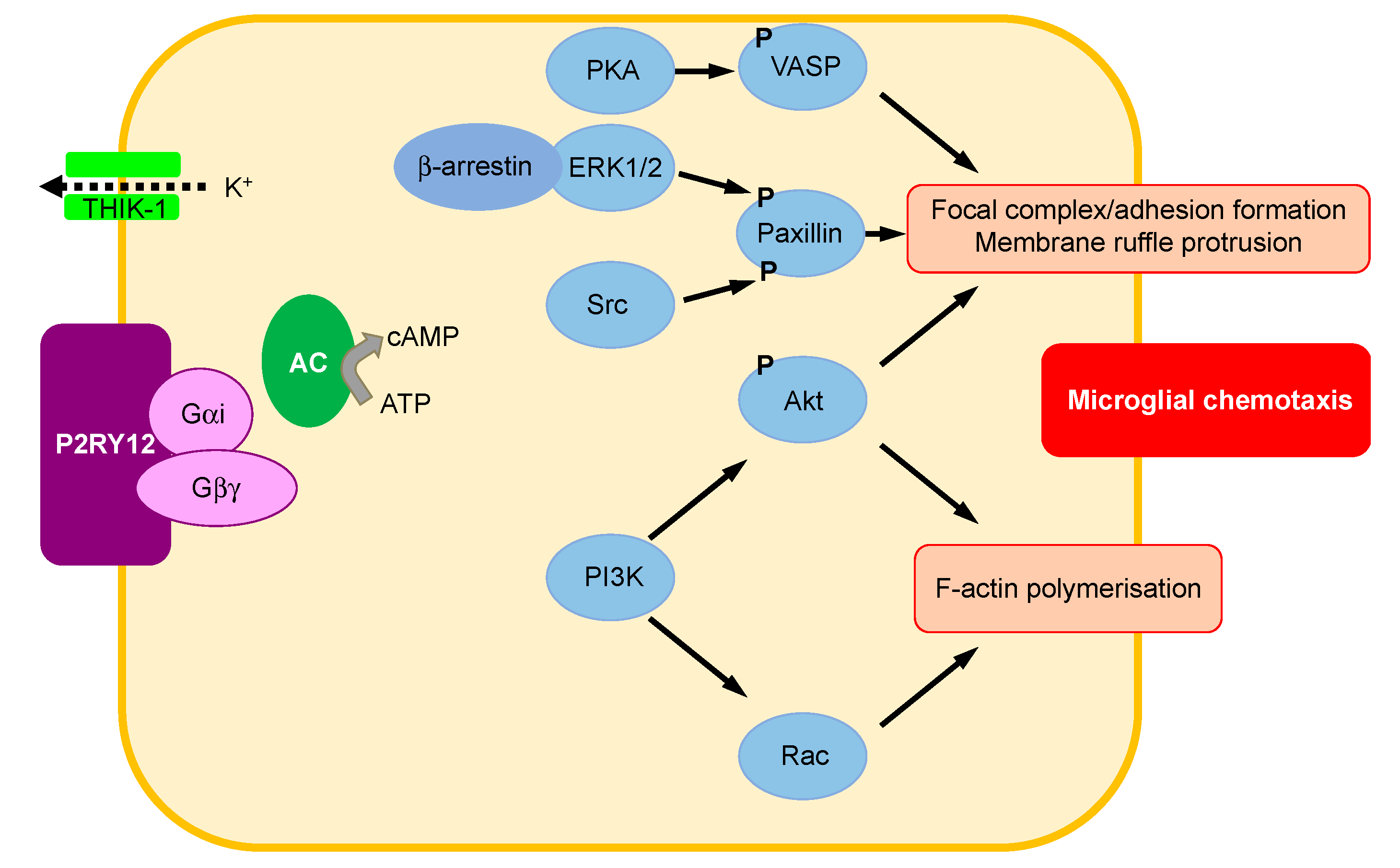 Ijms 22 01636 g003 Ijms 22 01636 g003